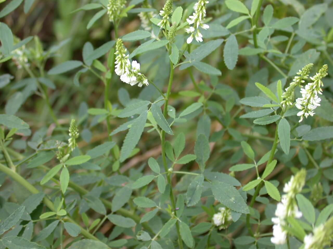 Sweet Clover Plant