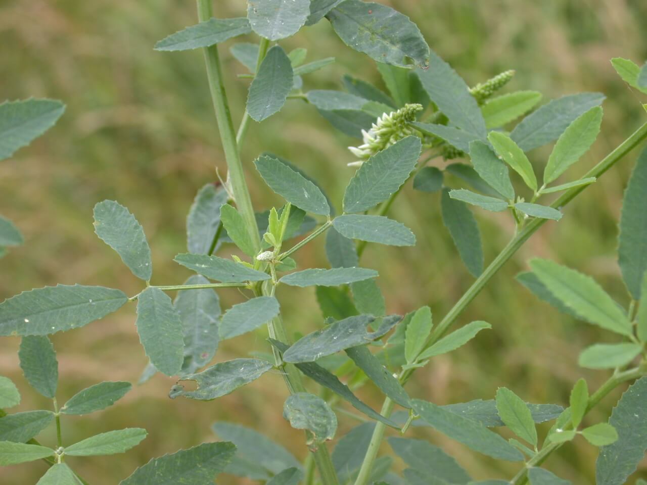 Sweet Clover Plant