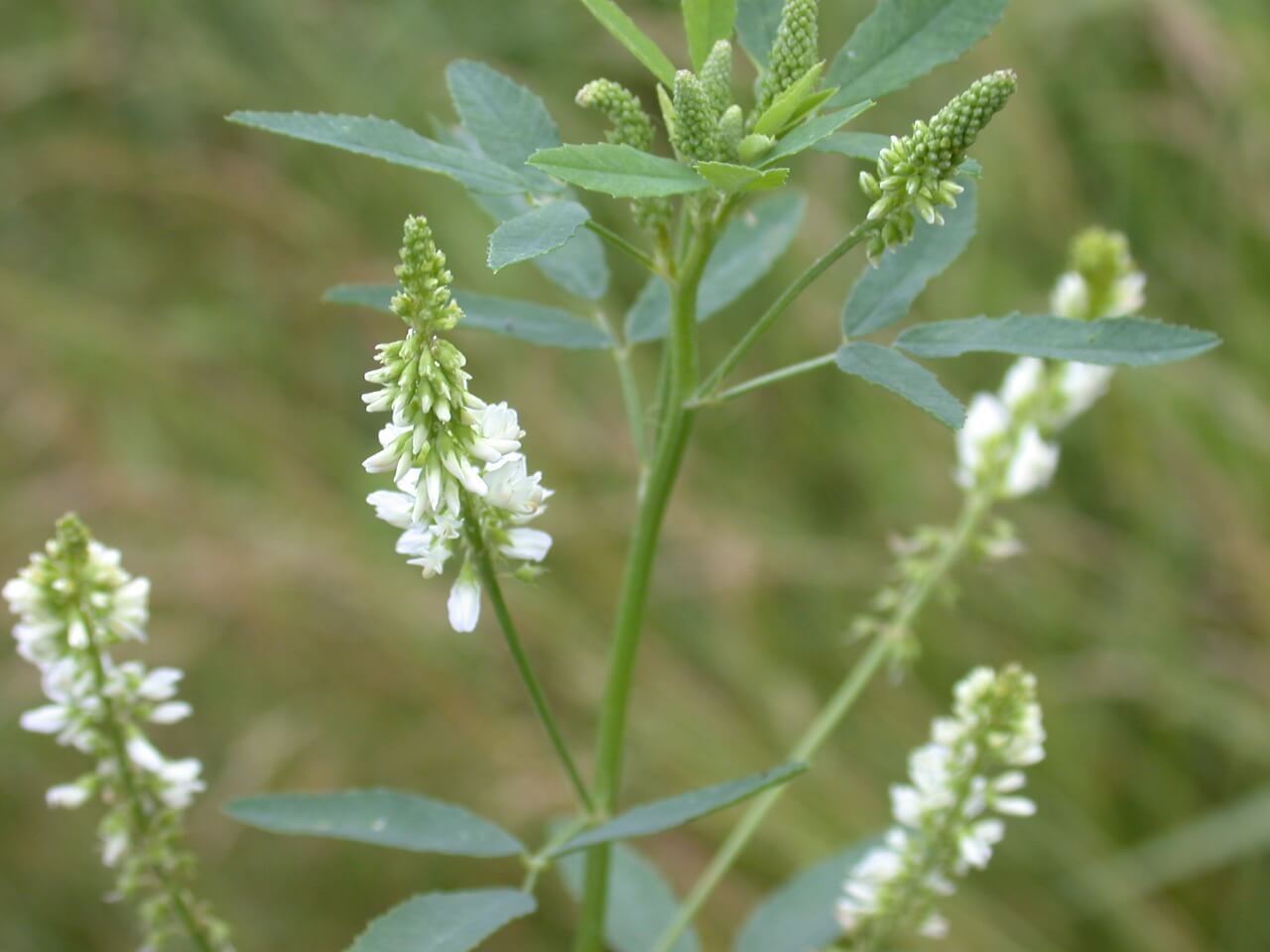 Sweet Clover Plant White