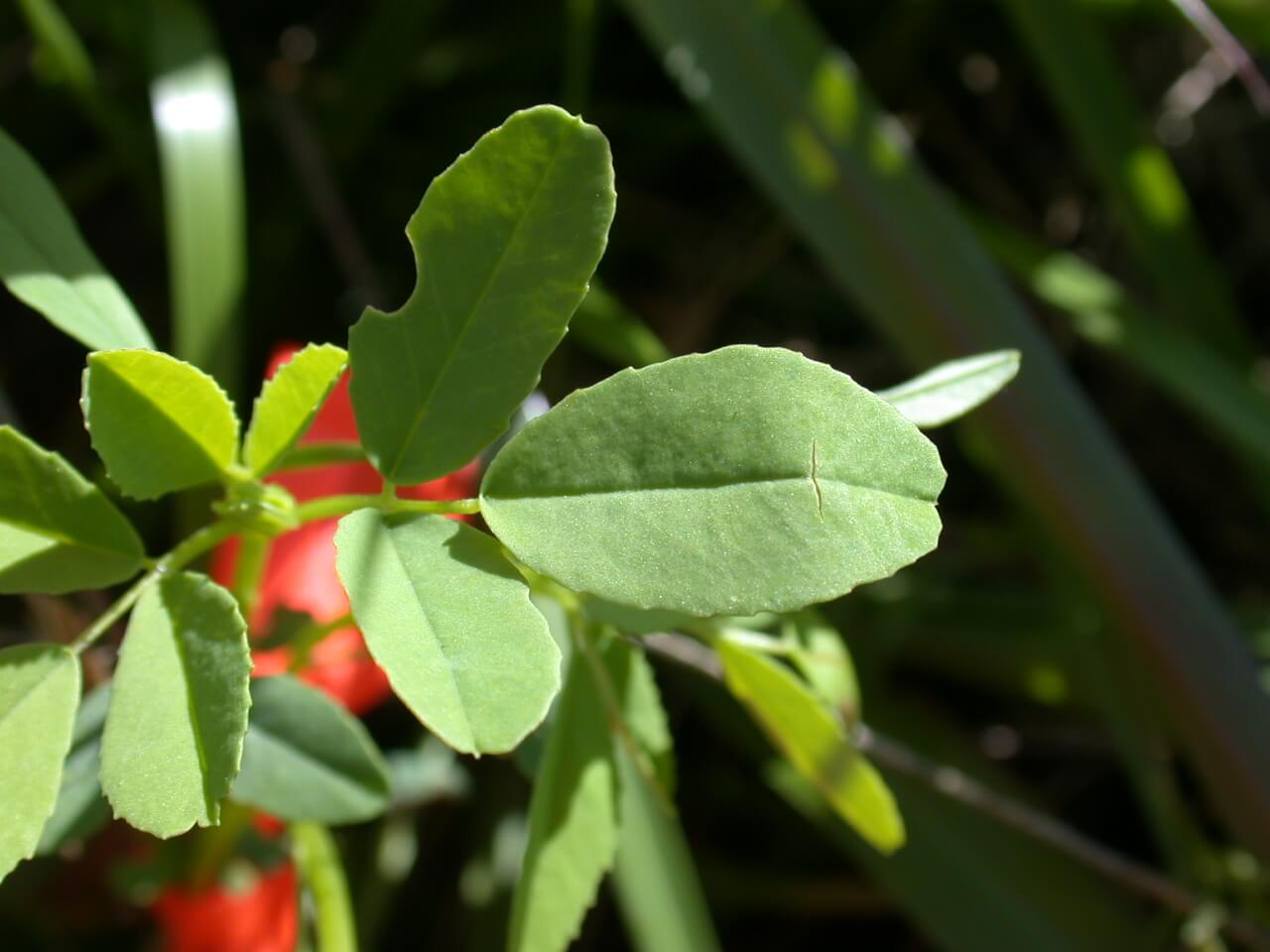 Sweet Clover