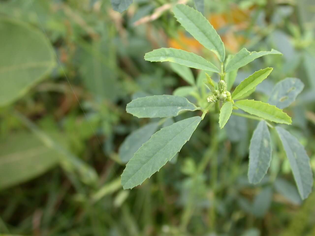 Sweet Clover Plant