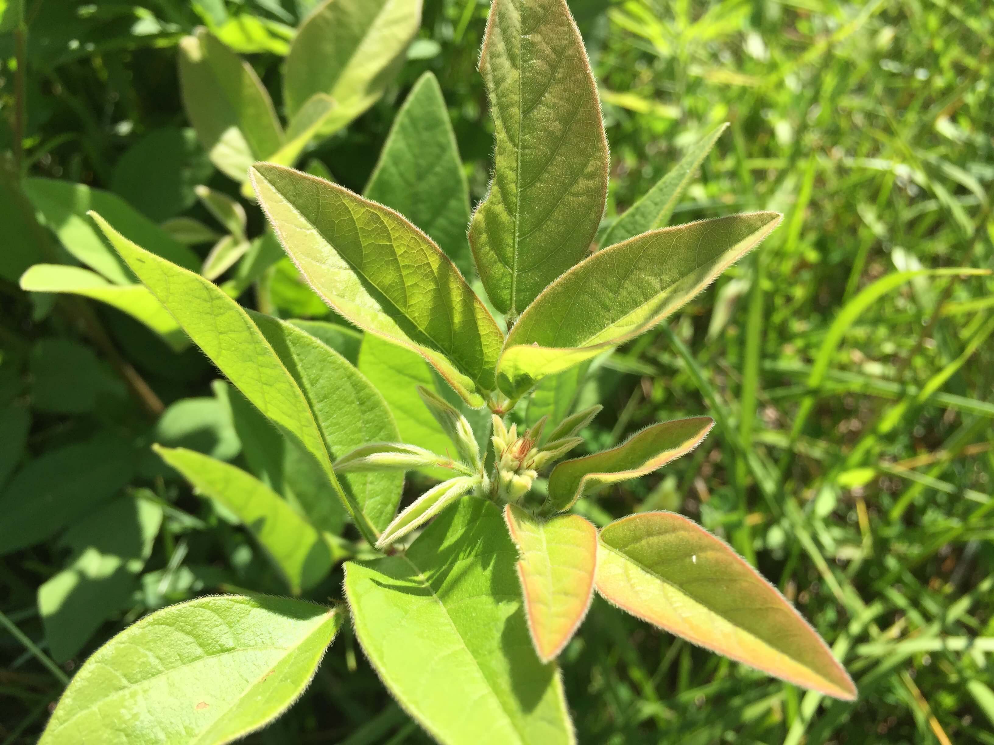 Tick Trefoil Leaves