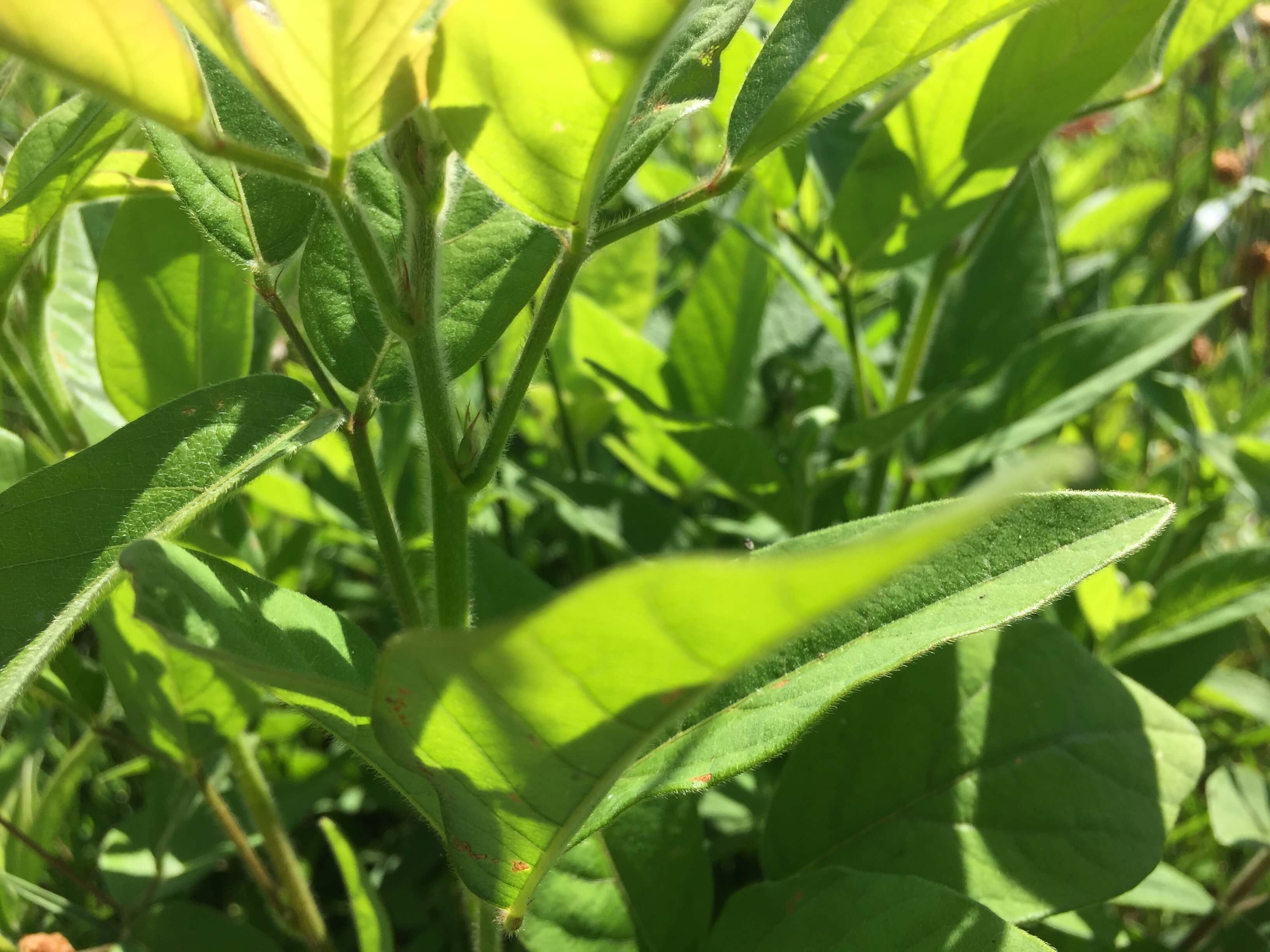 Tick Trefoil Leaves