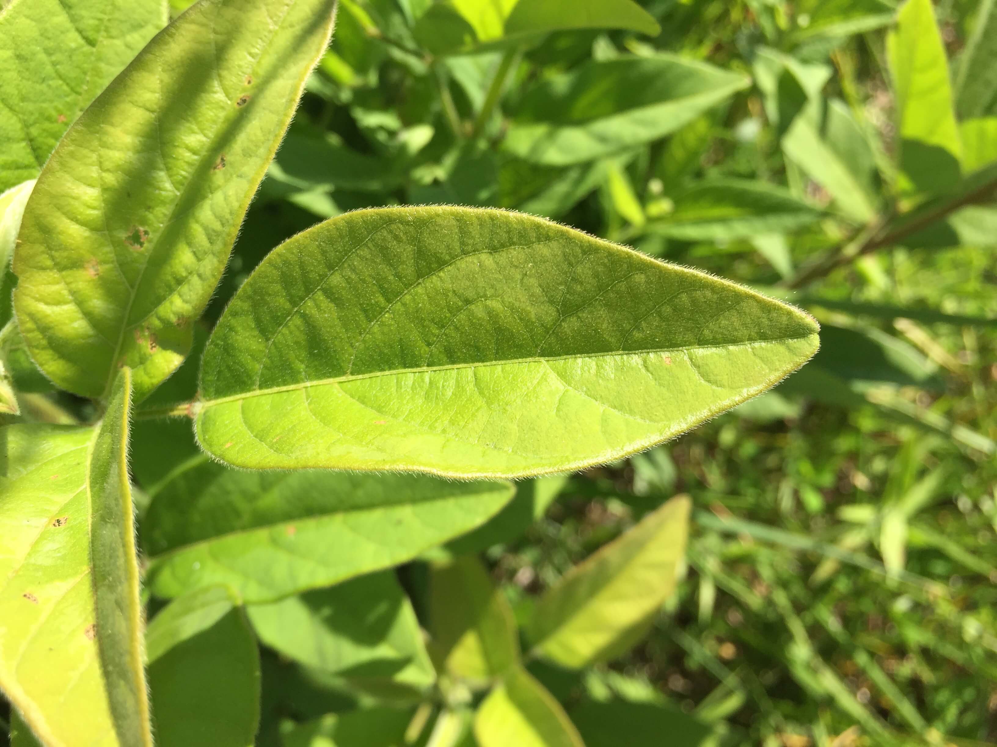 Tick Trefoil Leaves