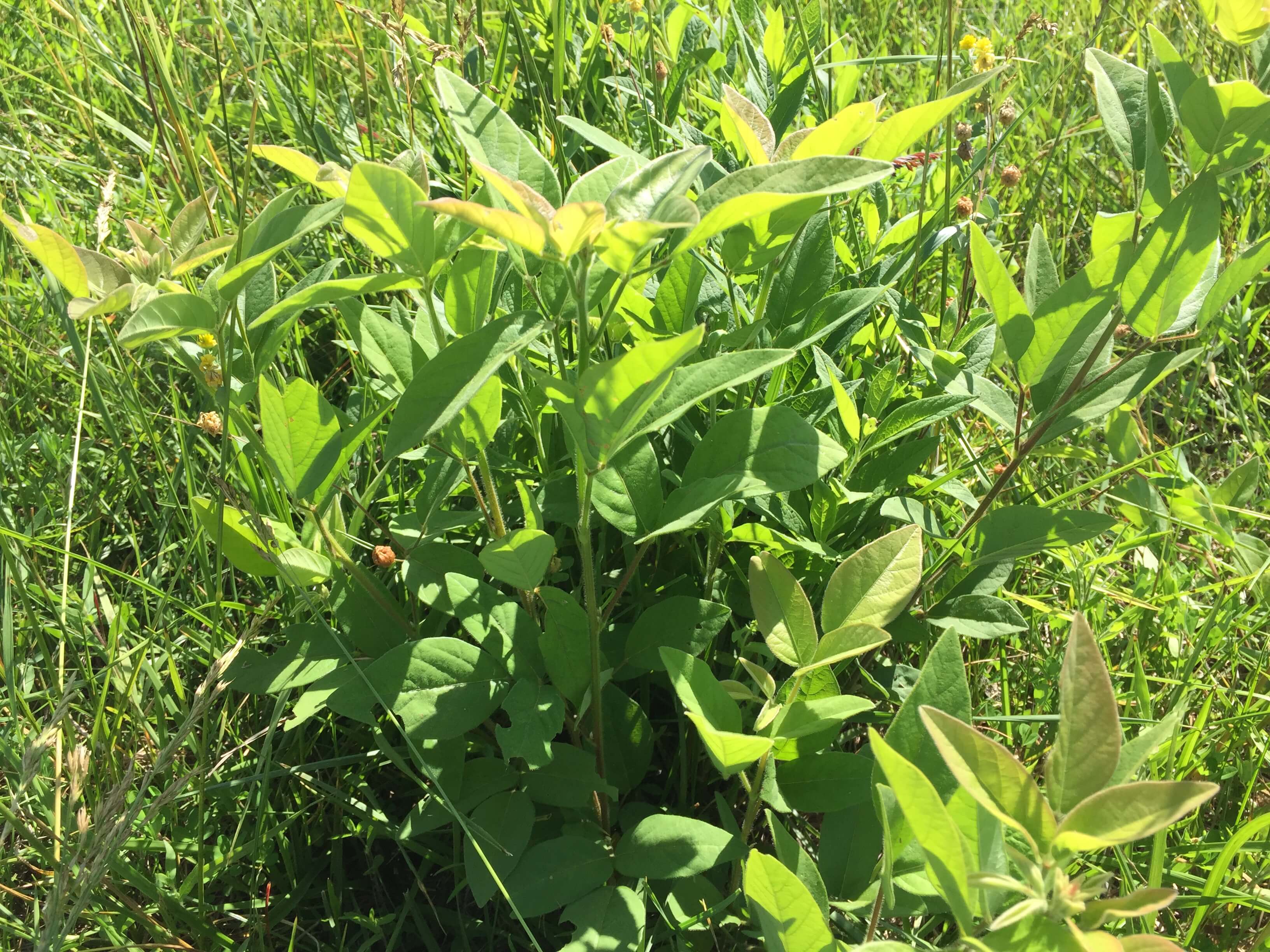 Tick Trefoil Plant