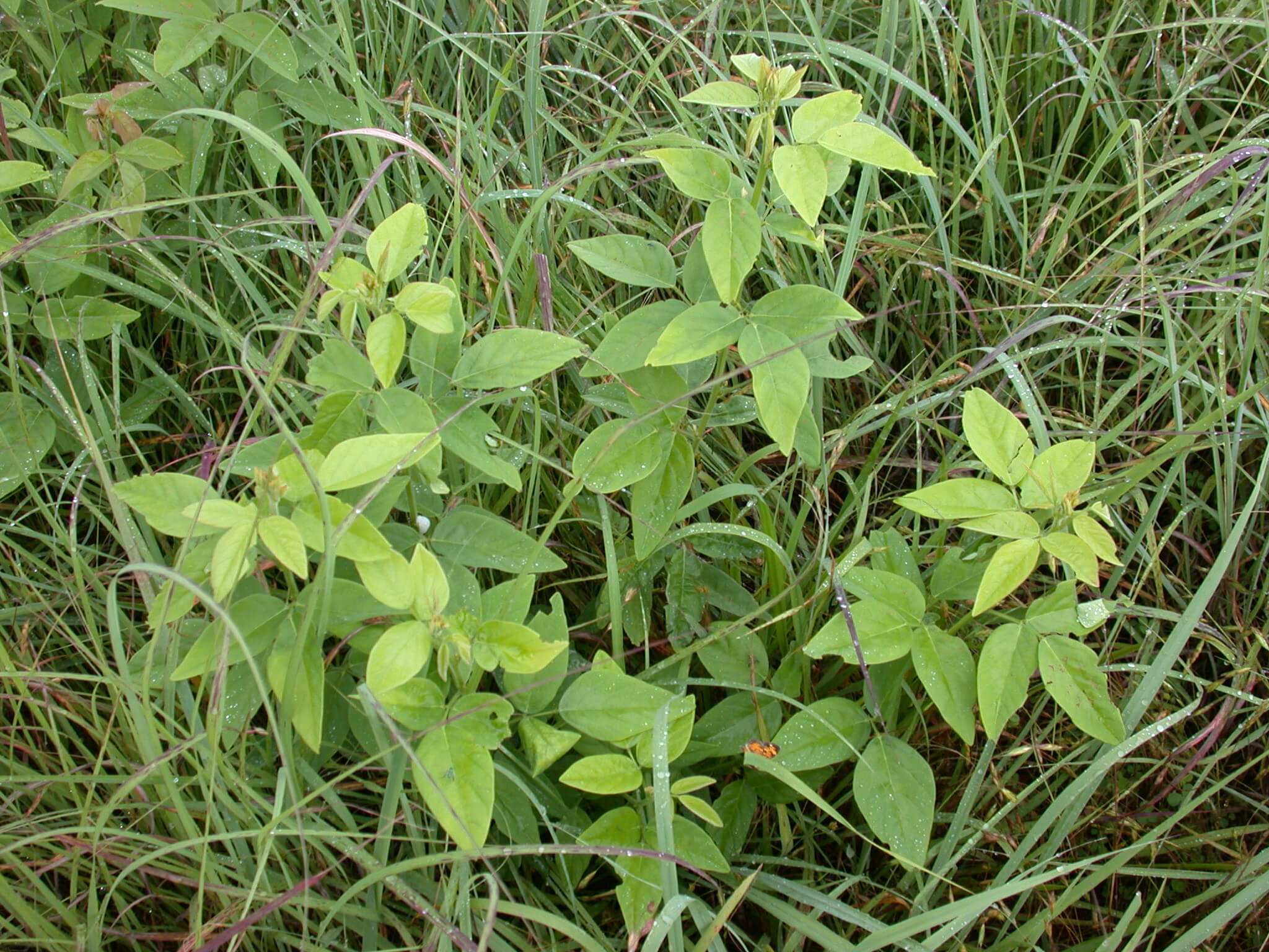 Tick Trefoil Plant