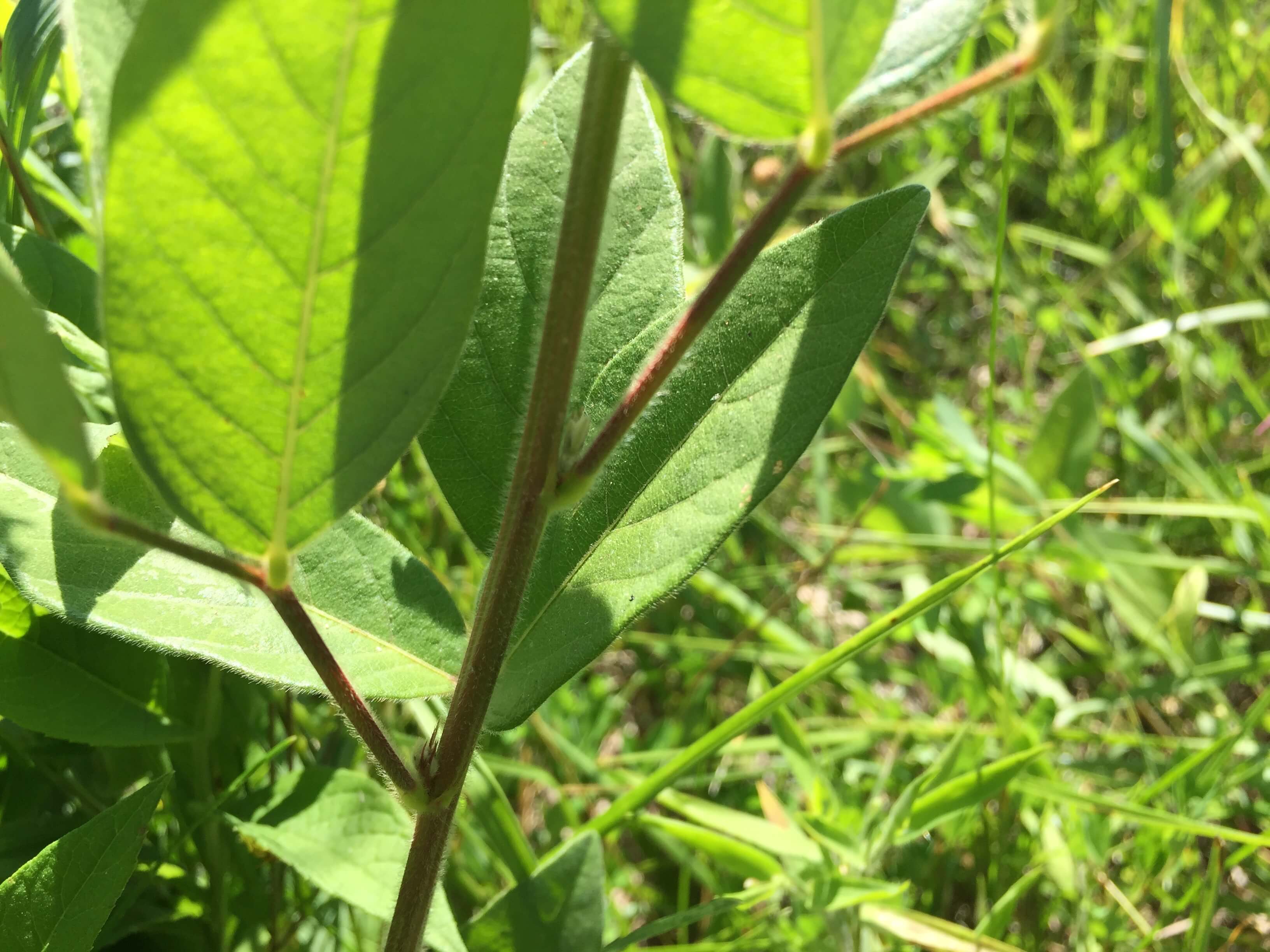 Tick Trefoil Stems and Leaves