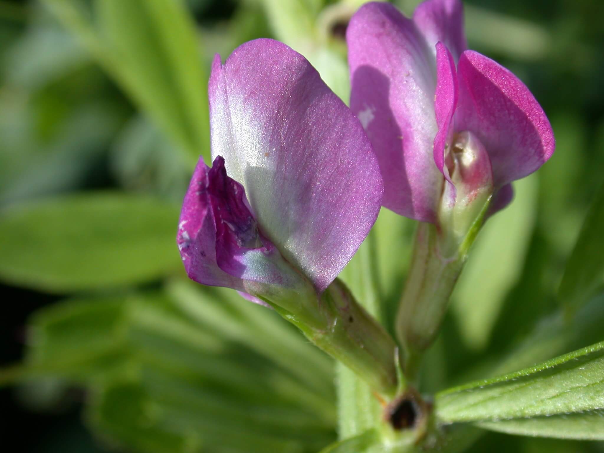 Common Vetch Flower