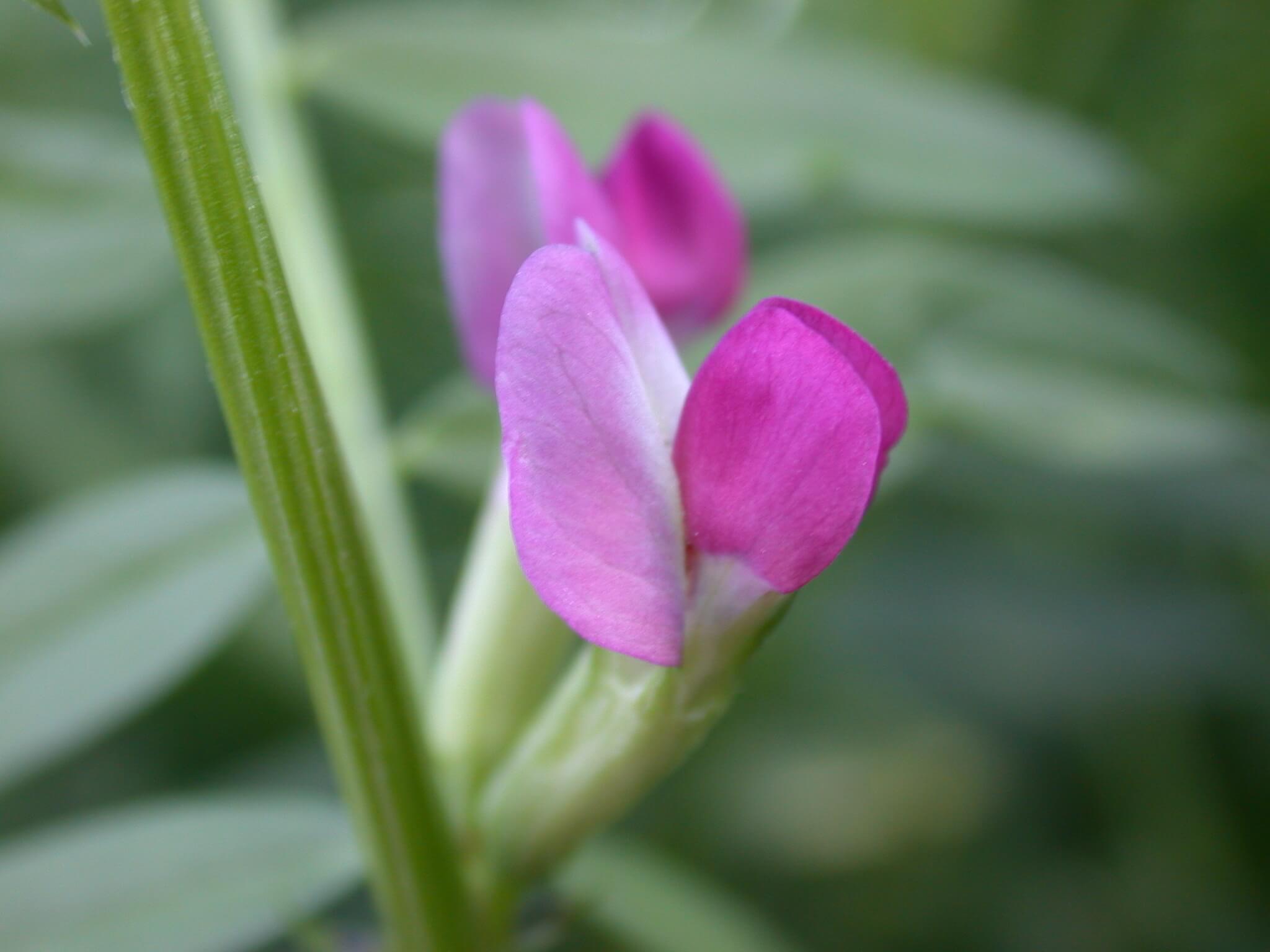 Common Vetch Flower