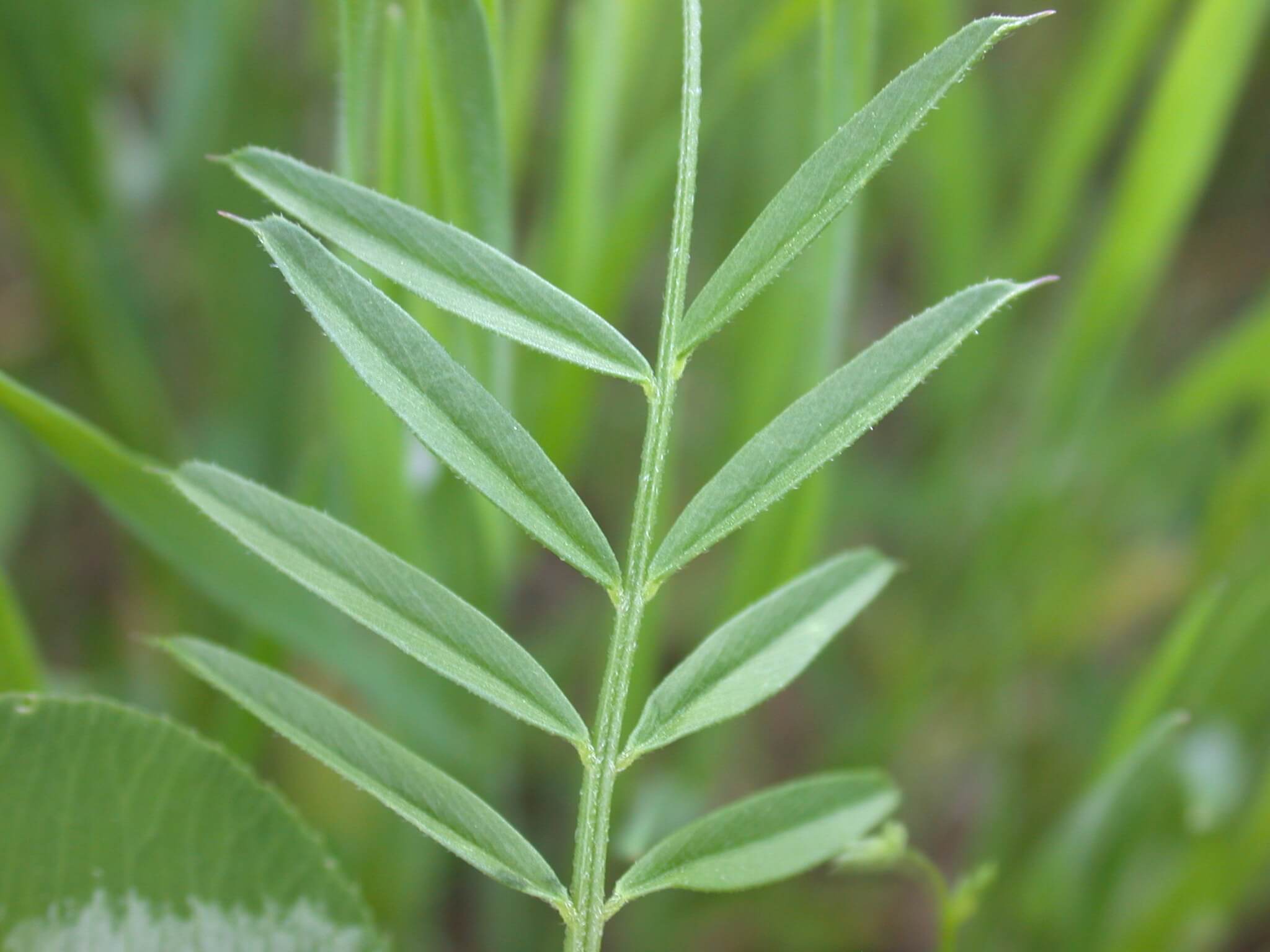 Common Vetch Leaf