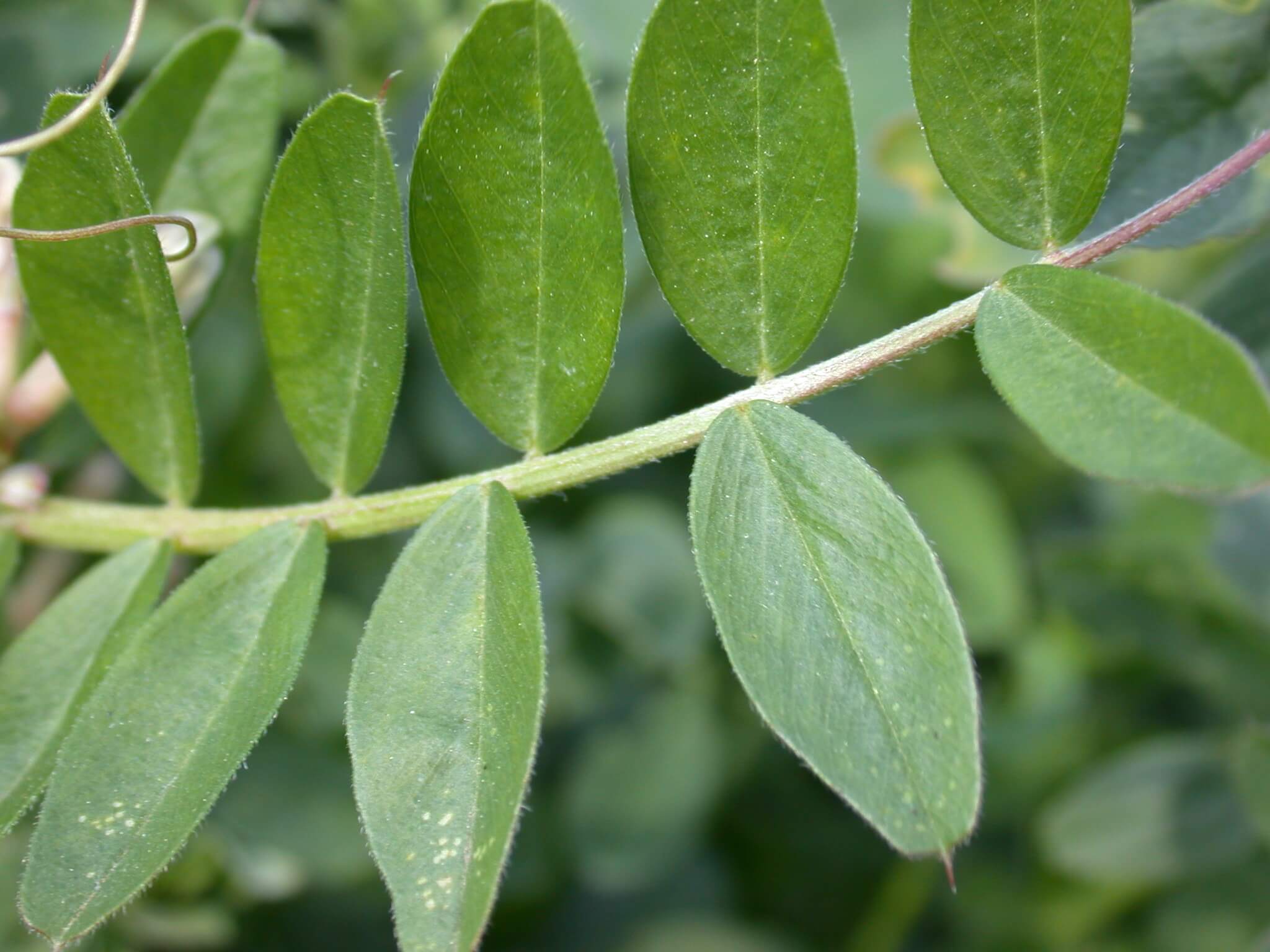 Common Vetch Leaflet