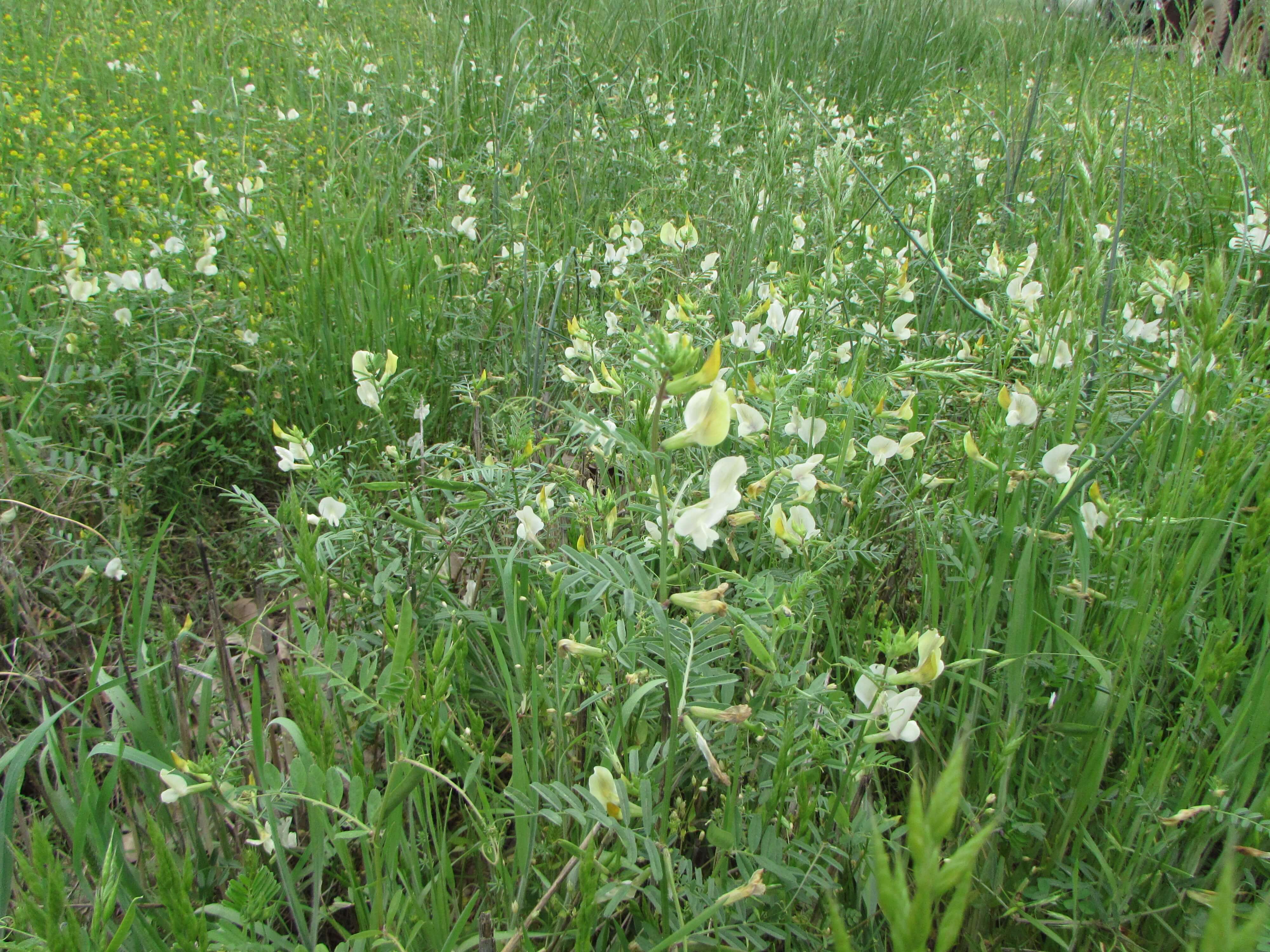 Common Vetch