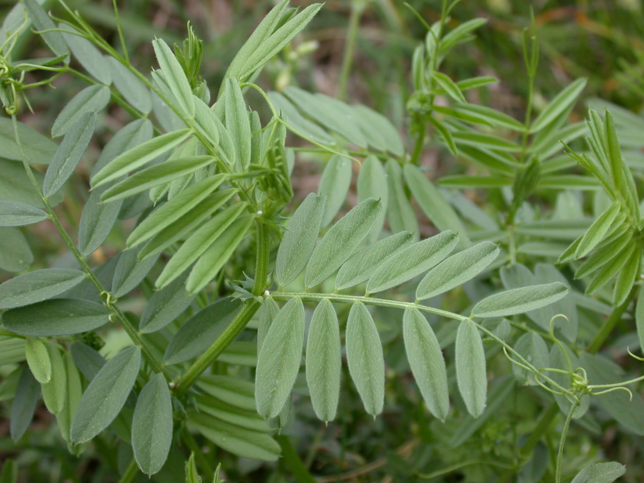 Hairy Vetch Tendrils