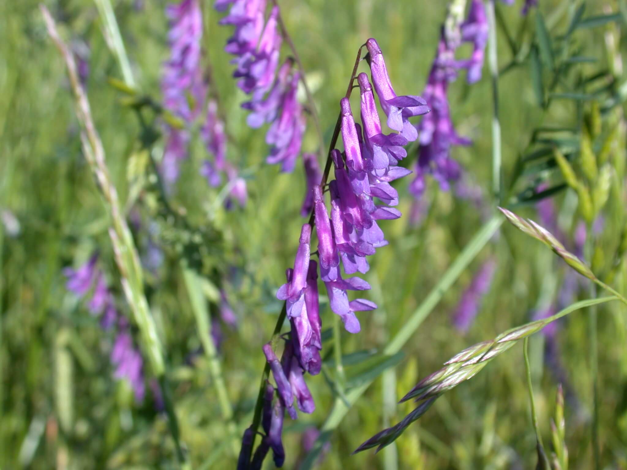 Hairy Vetch Bloom