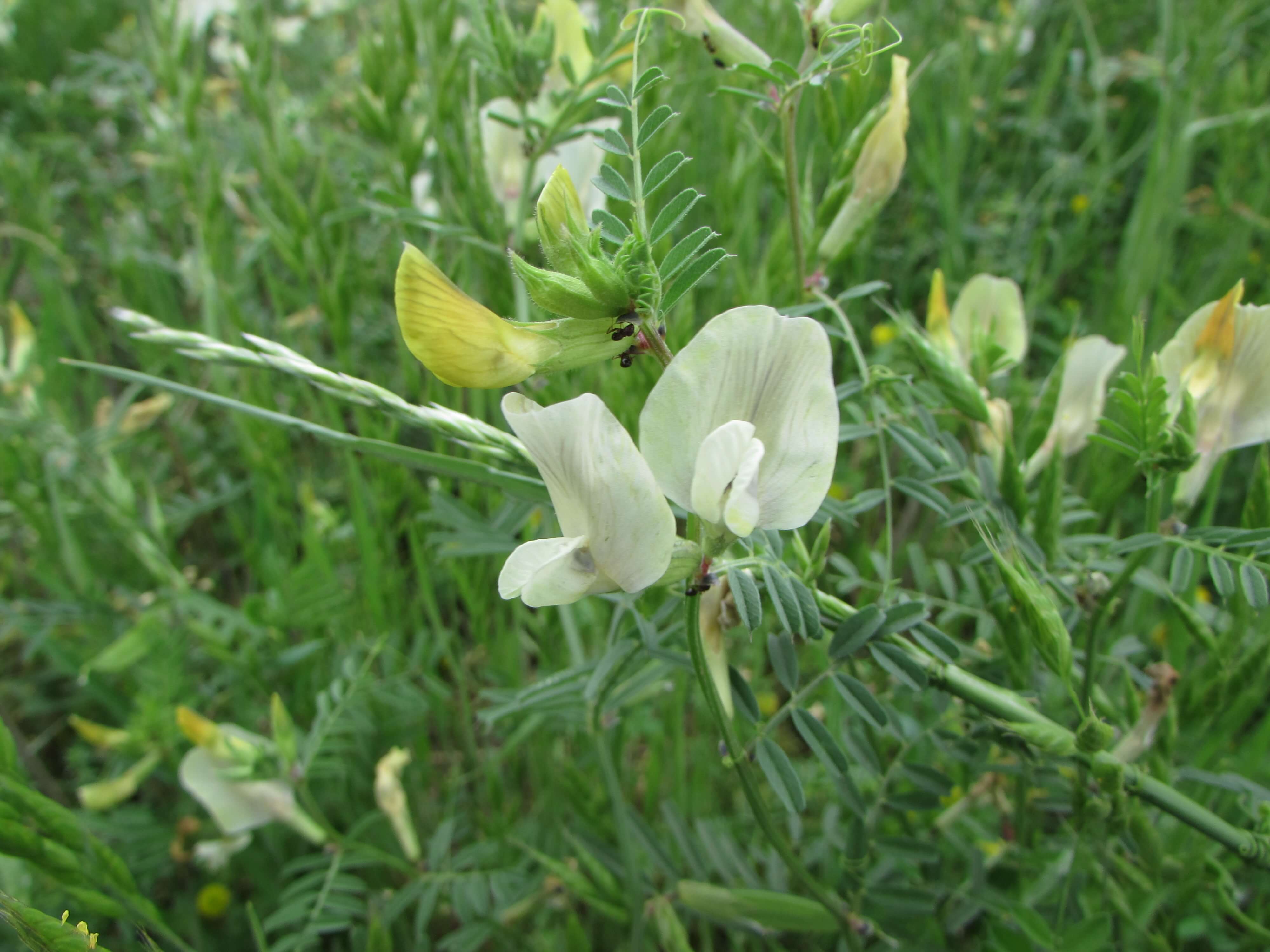 Common Vetch