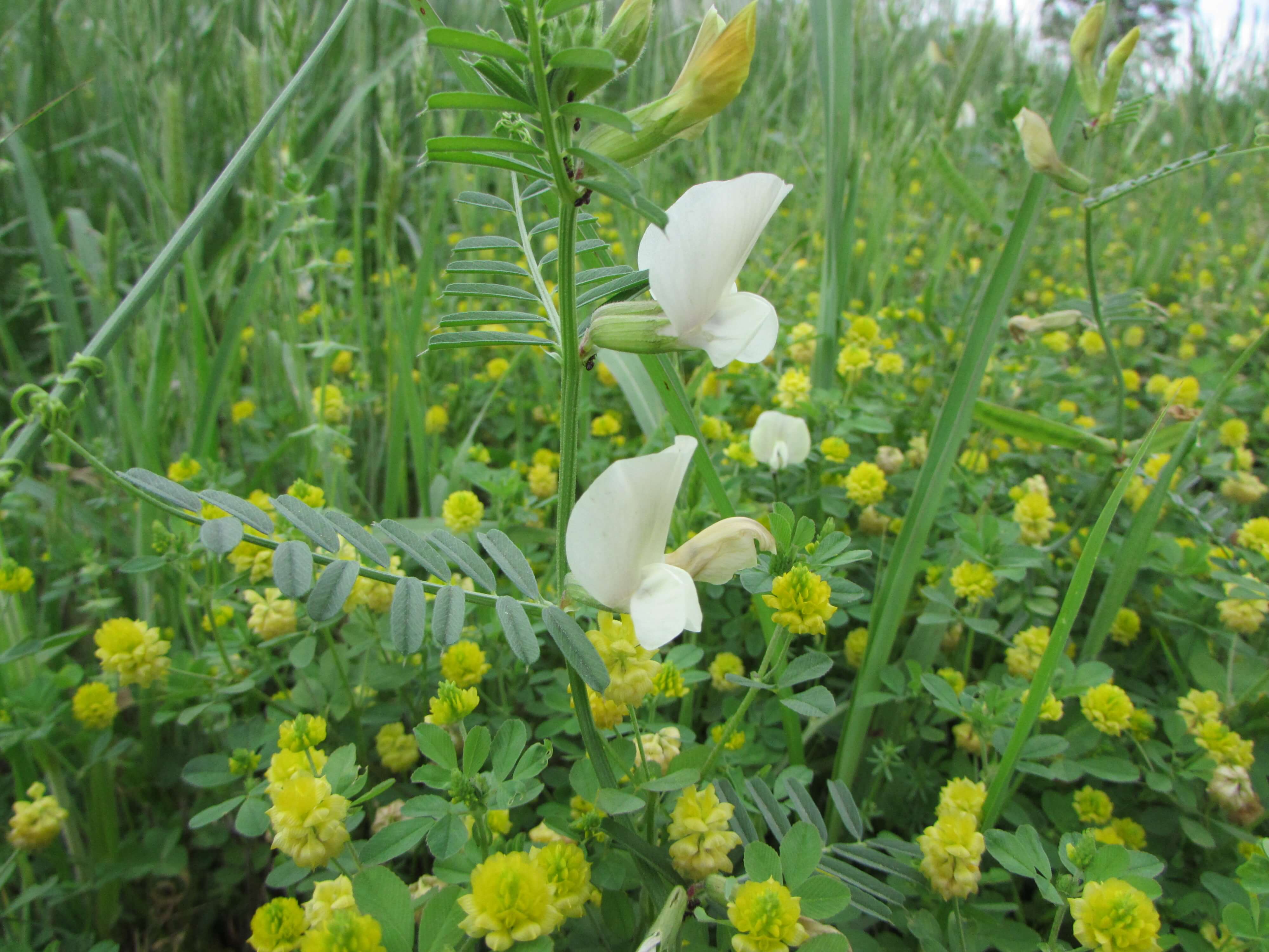 Common Vetch . Hop clover are yellow flowers in background.