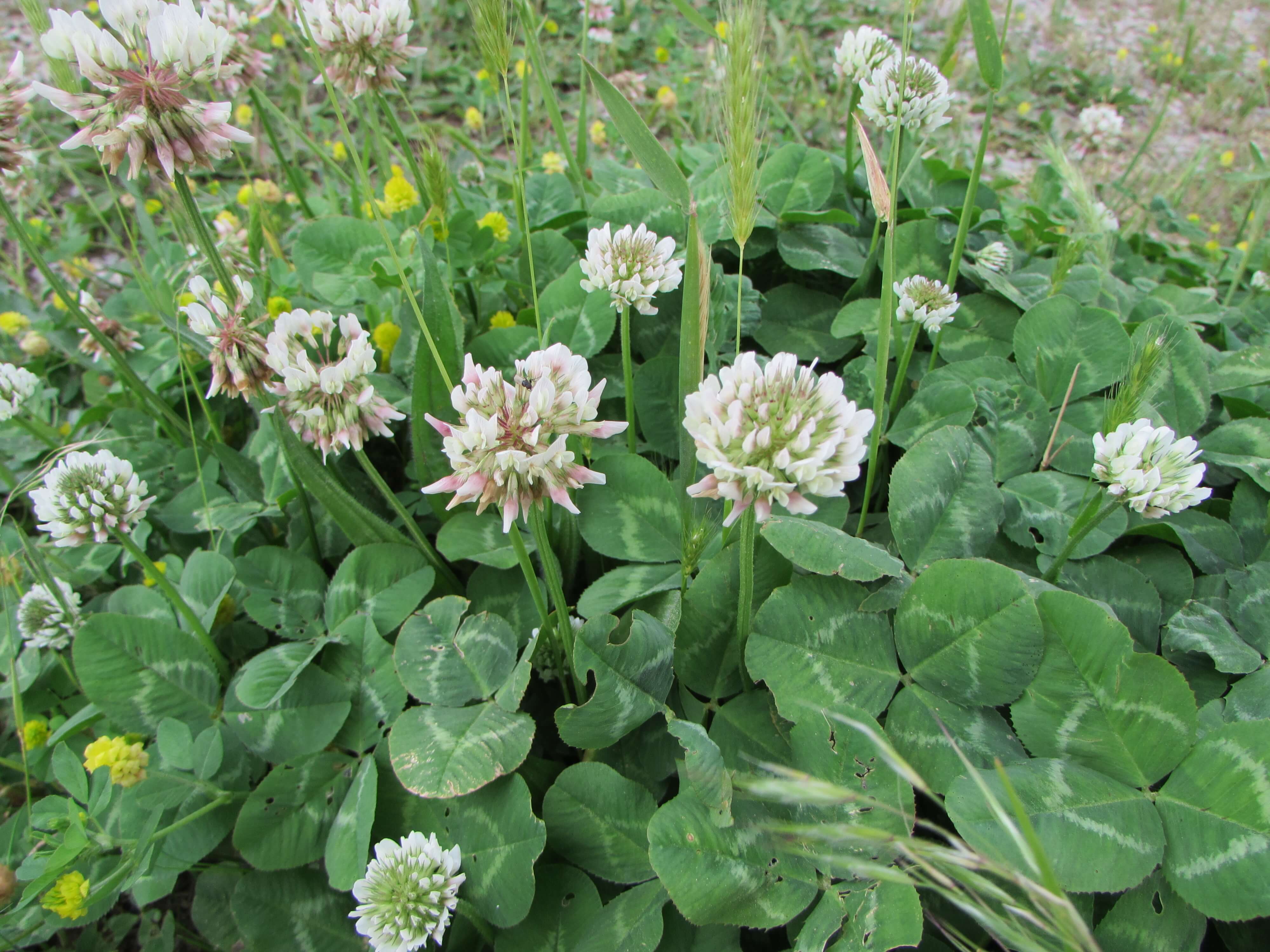 White clover bloom and leaf.
