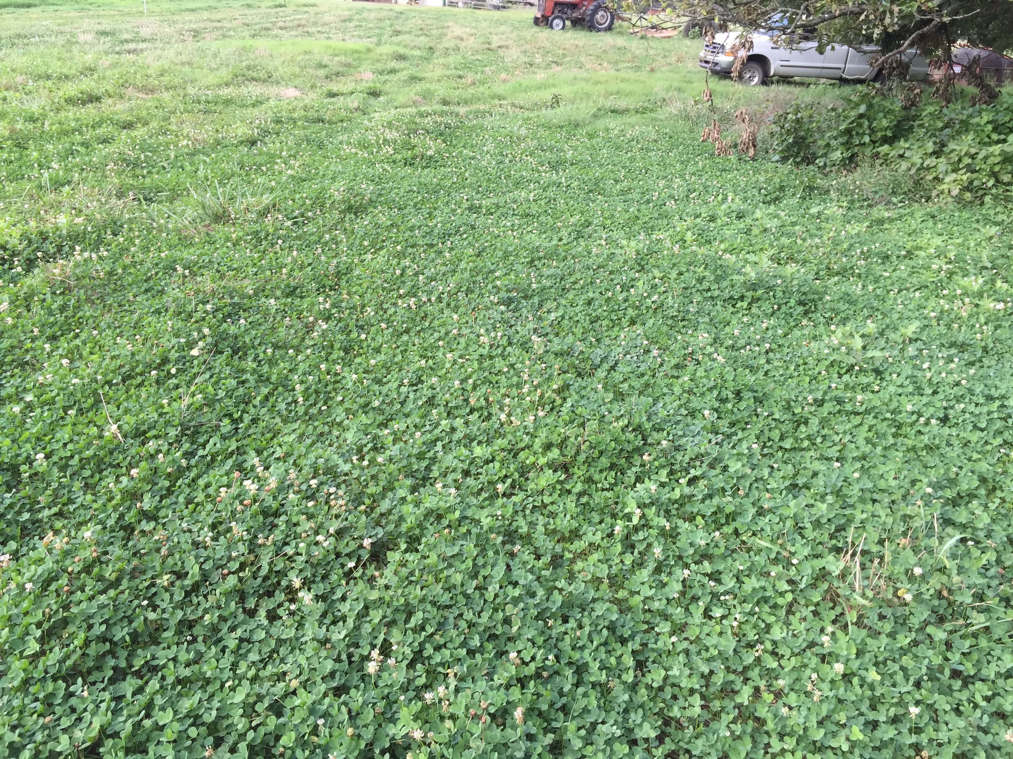 White Clover Field