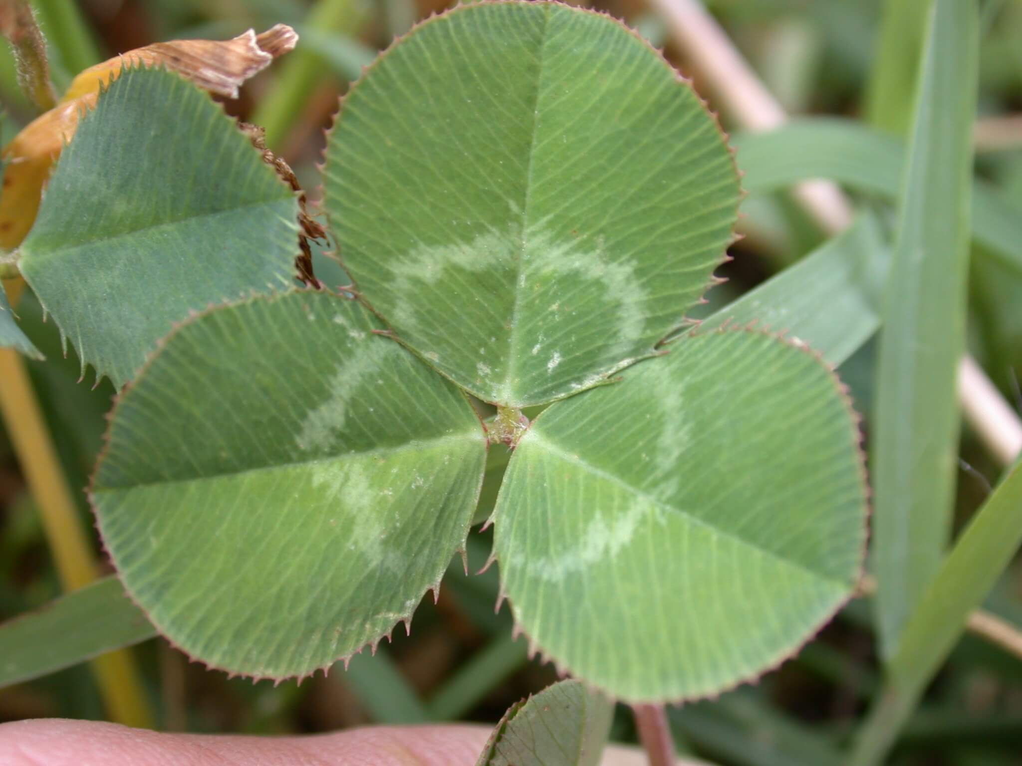 White Clover Leaf