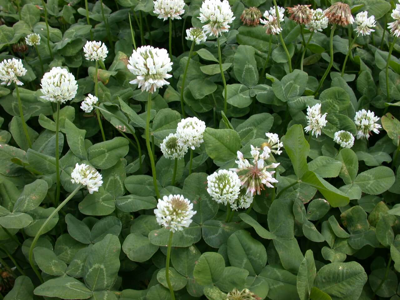 White Clover