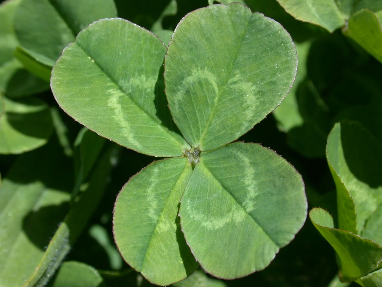 White Clover Leaf