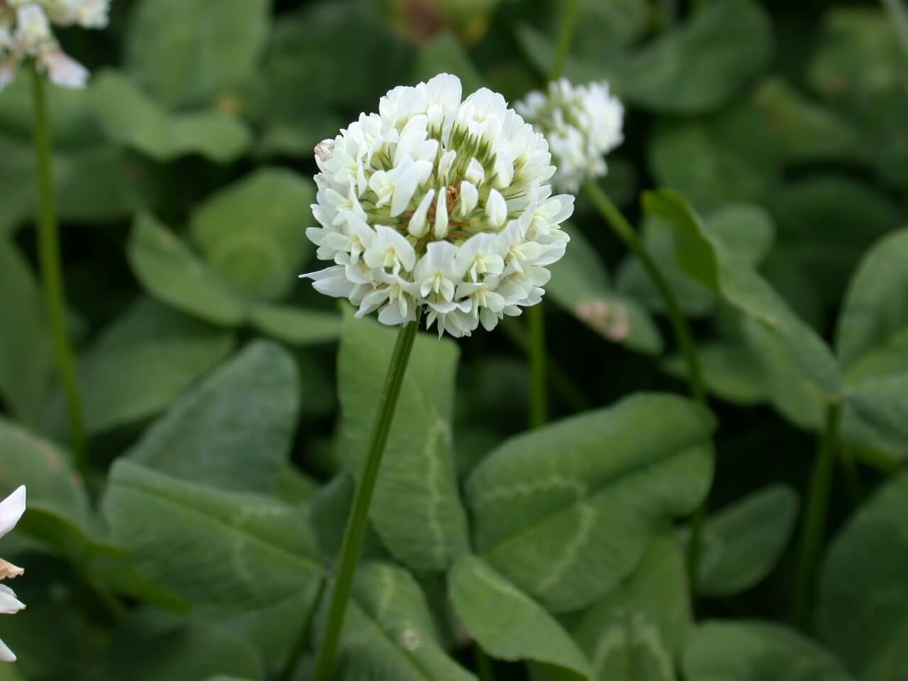 White Clover Plant