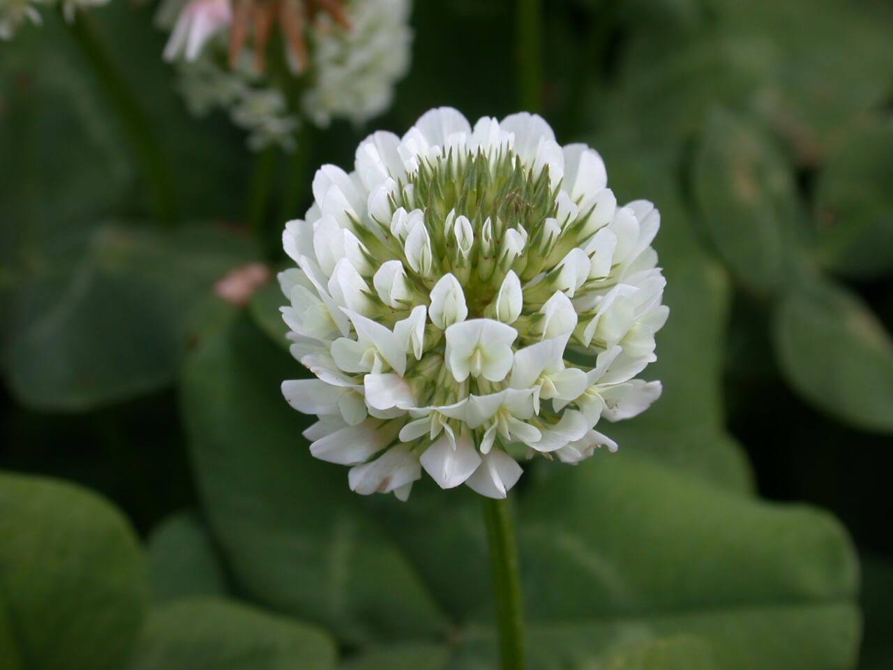 White Clover Bloom