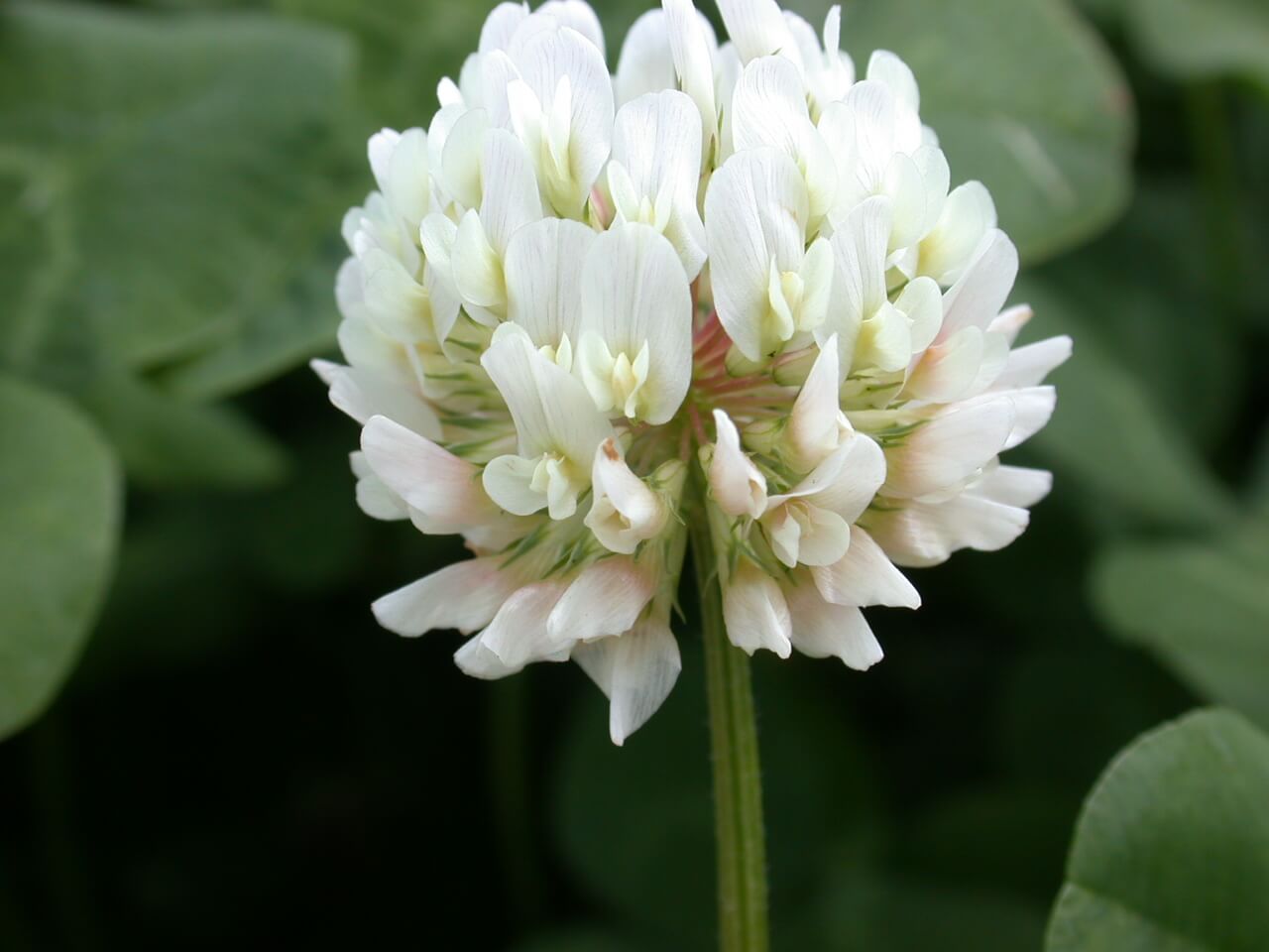 White Clover Bloom