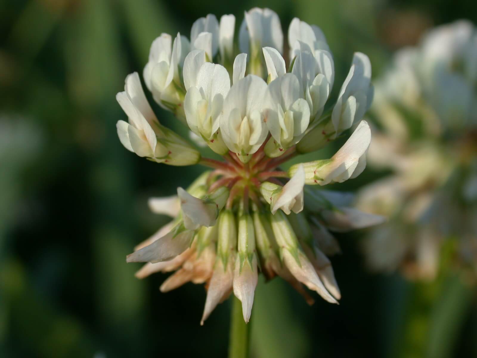 White clover bloom pollinated.