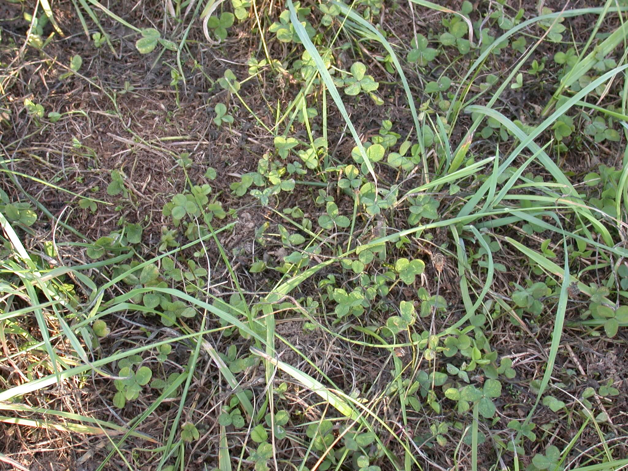 Annual Lespedeza Mature Seedpods