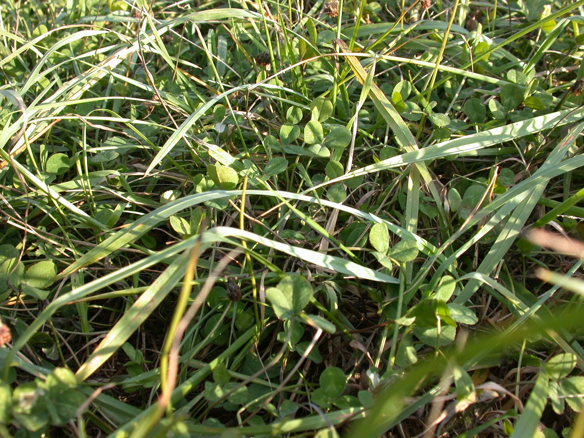 White Clover