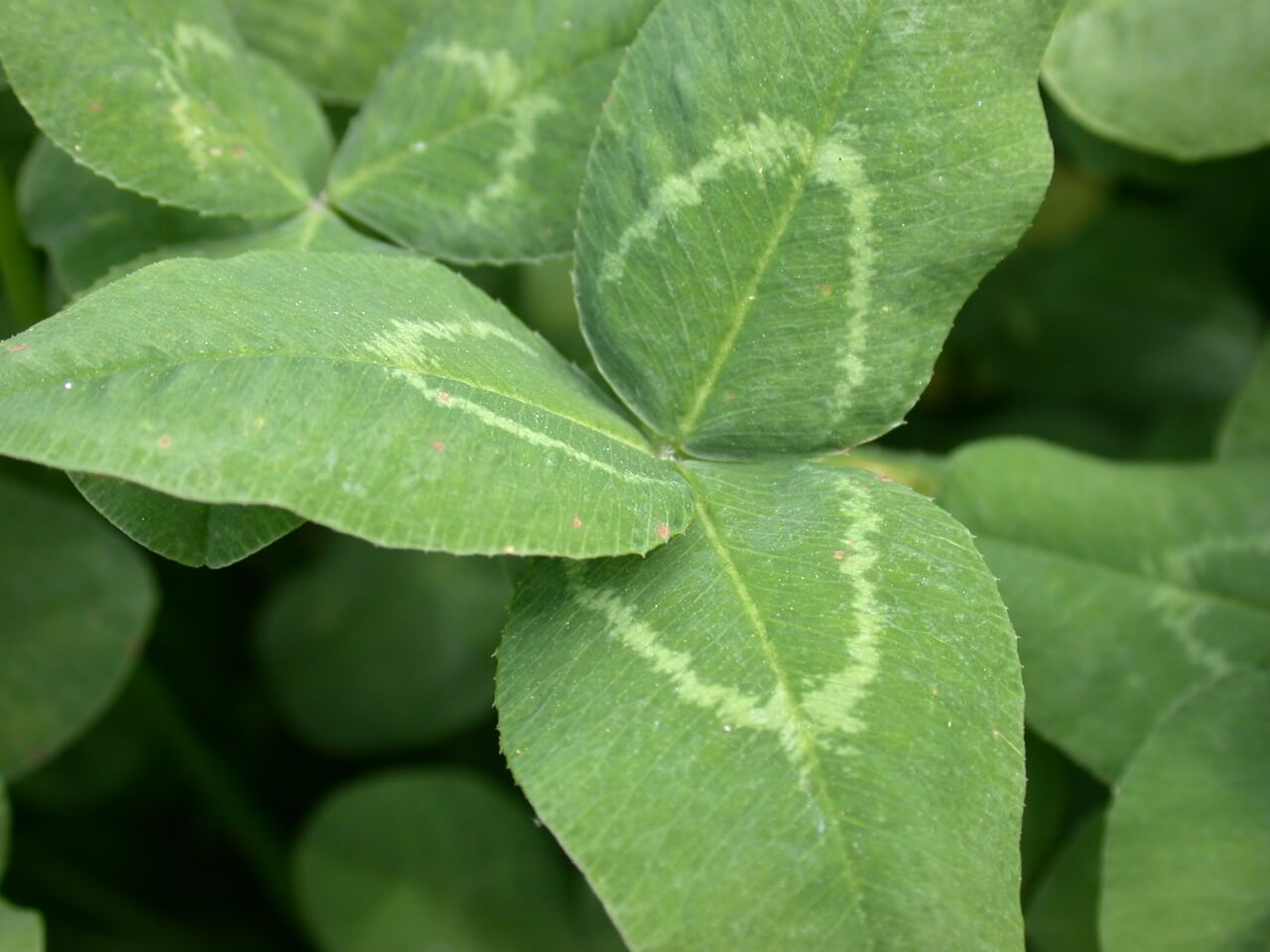 White Clover Leaf