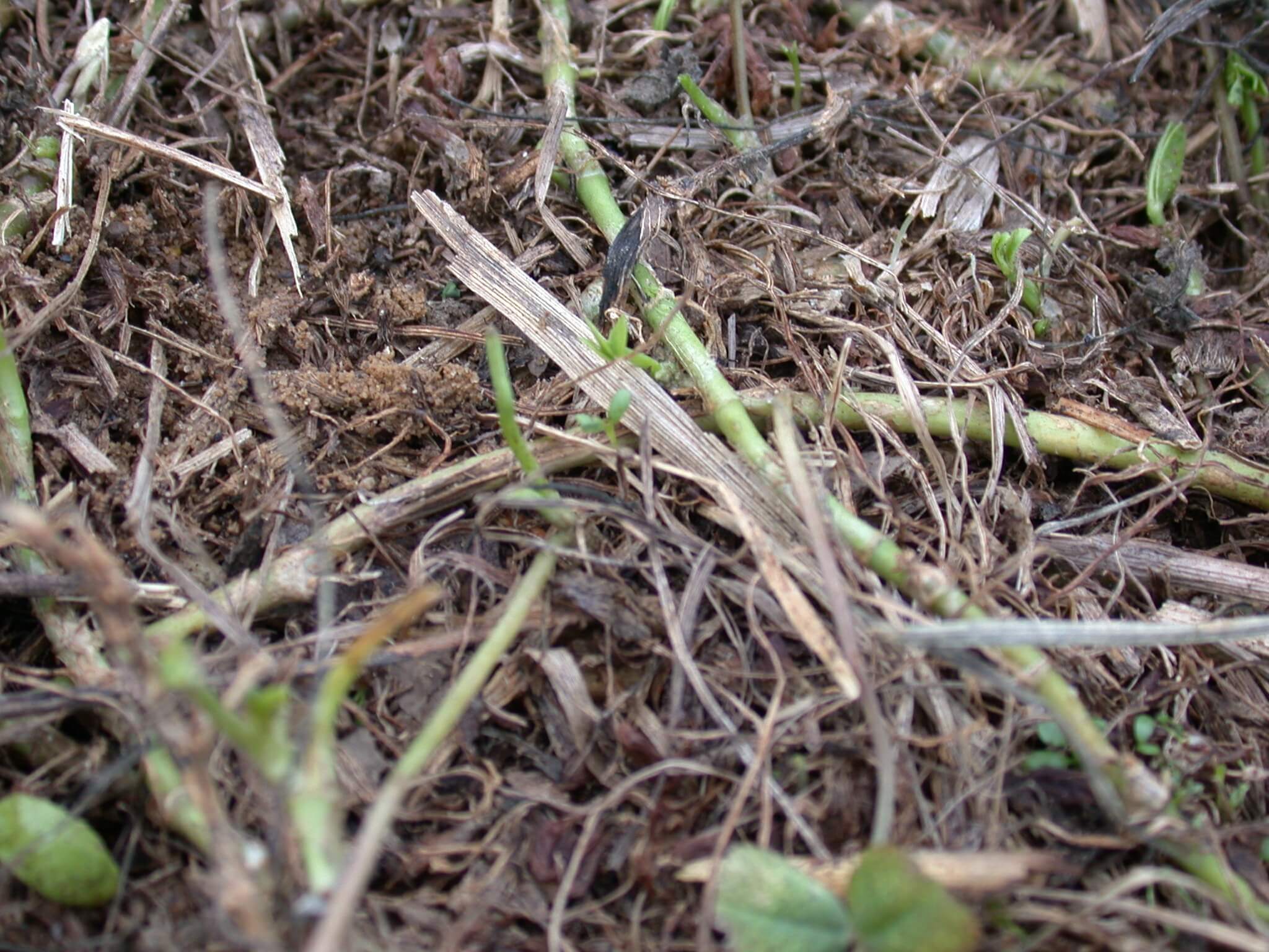 Annual Lespedeza Mature Seedpods