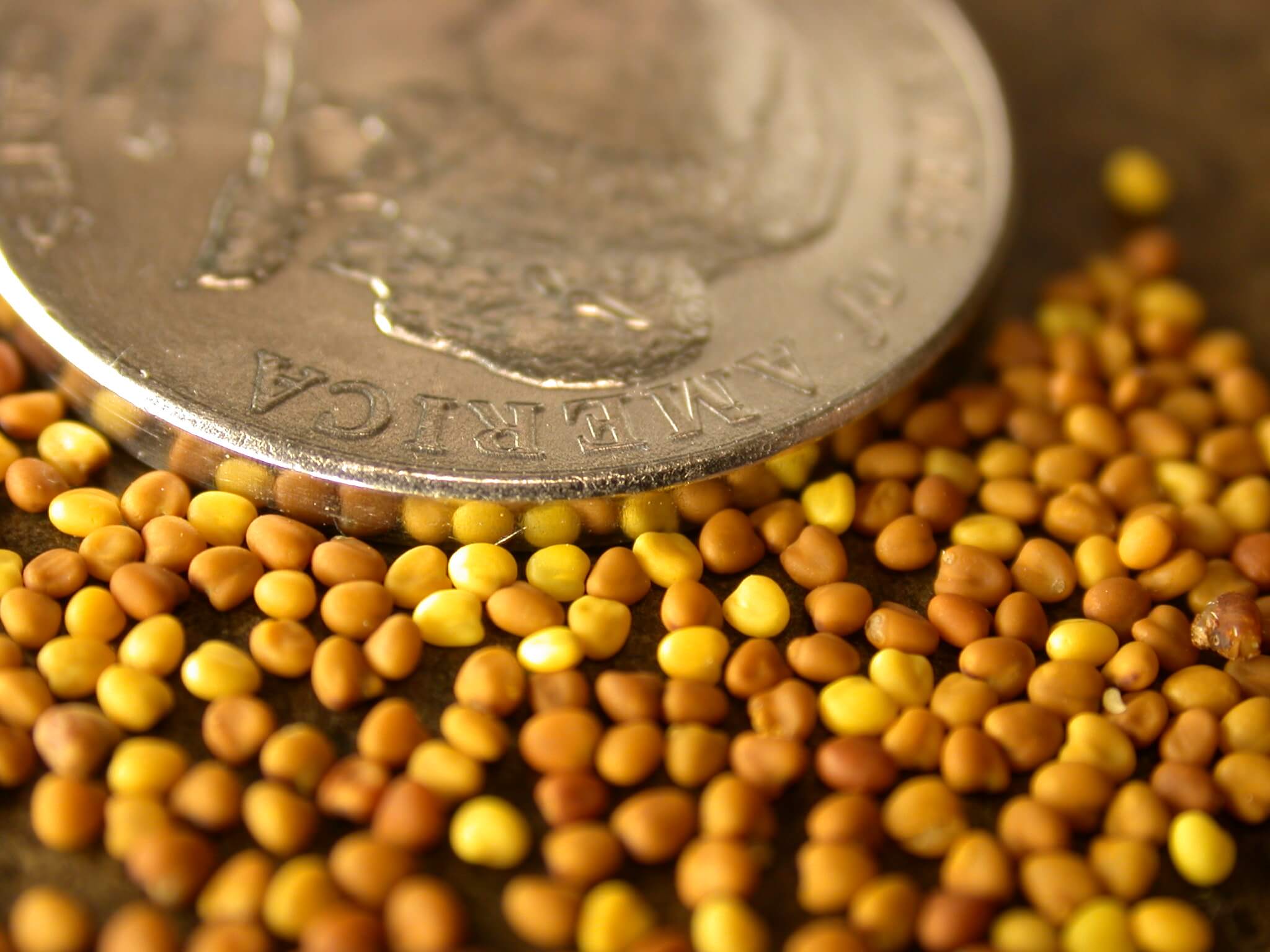 White Clover Seed