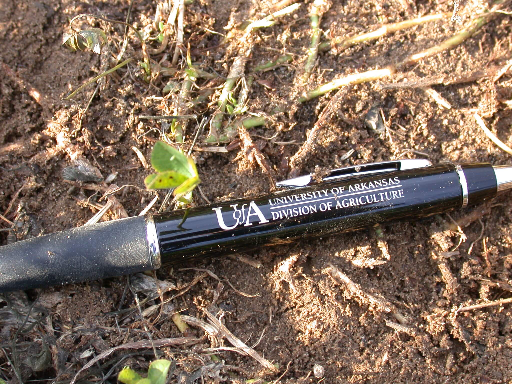 White Clover Sprout