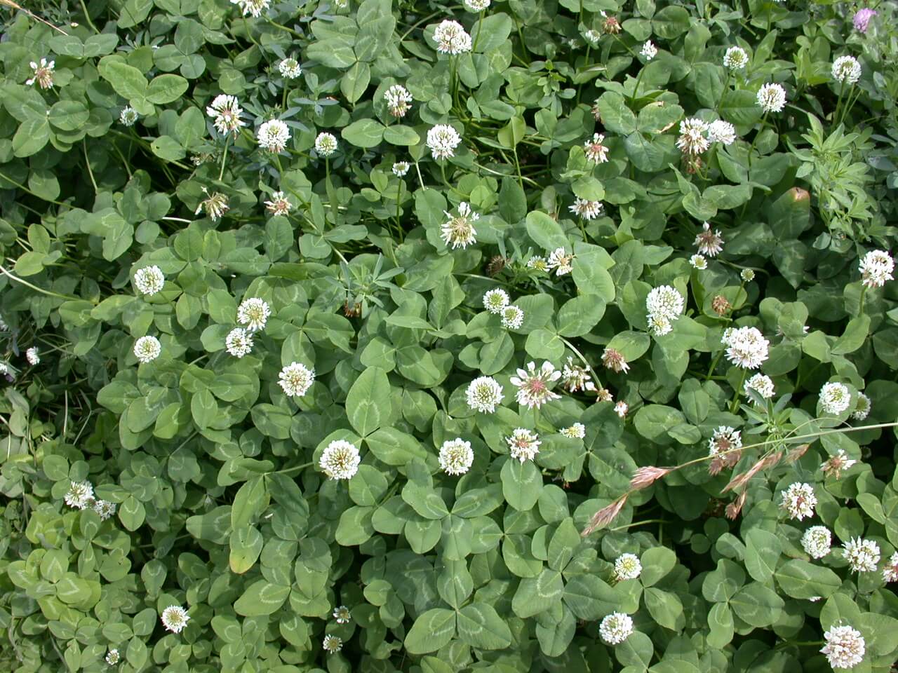 White Clover Plant