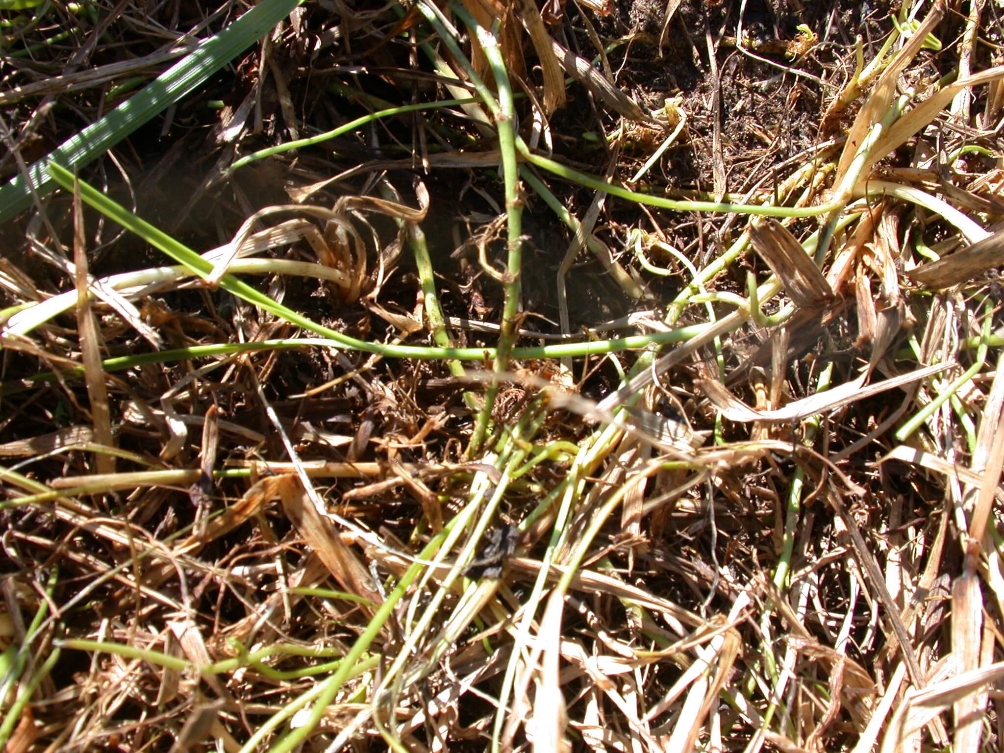 White Clover Stems