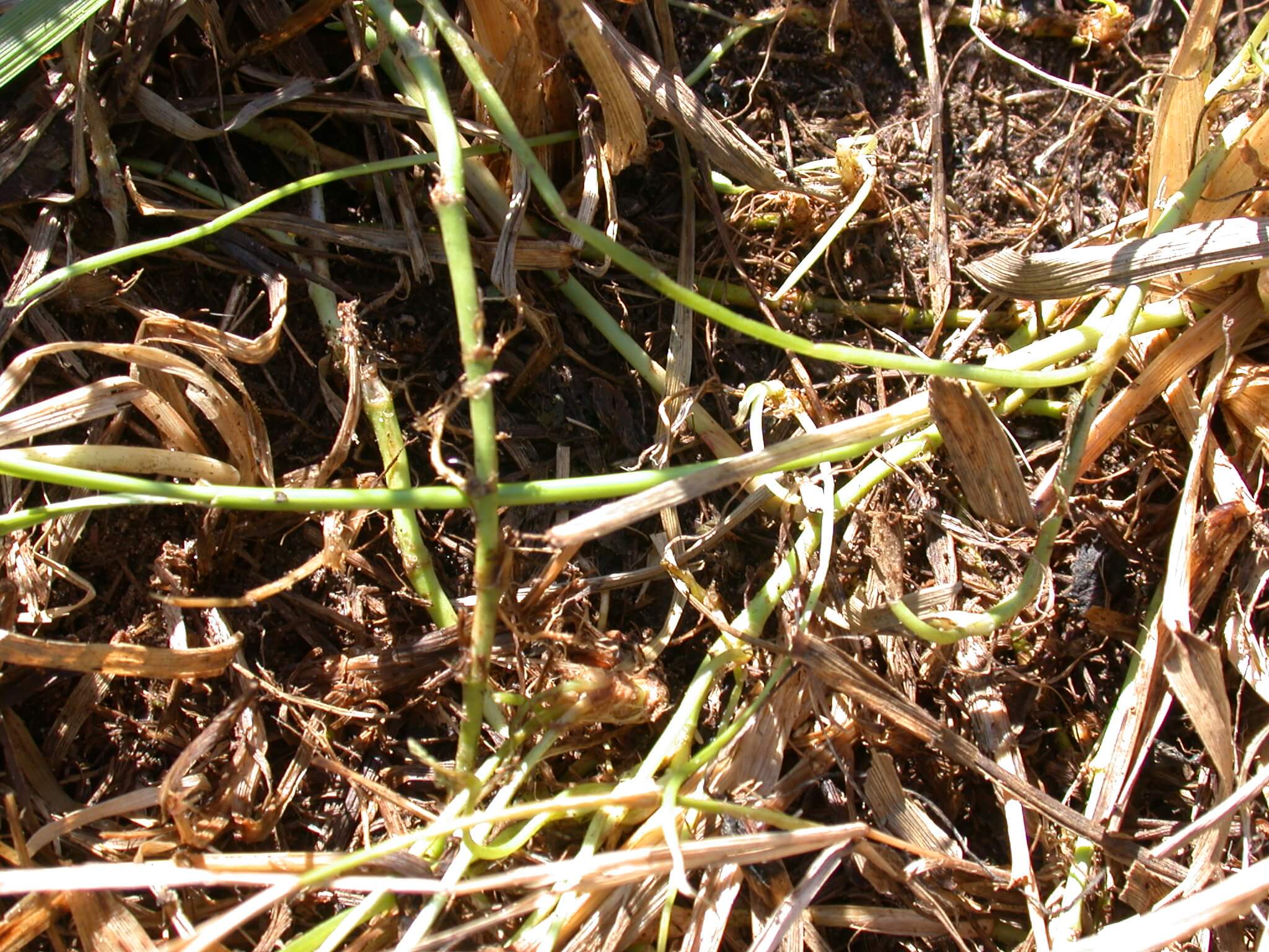 White Clover Stems