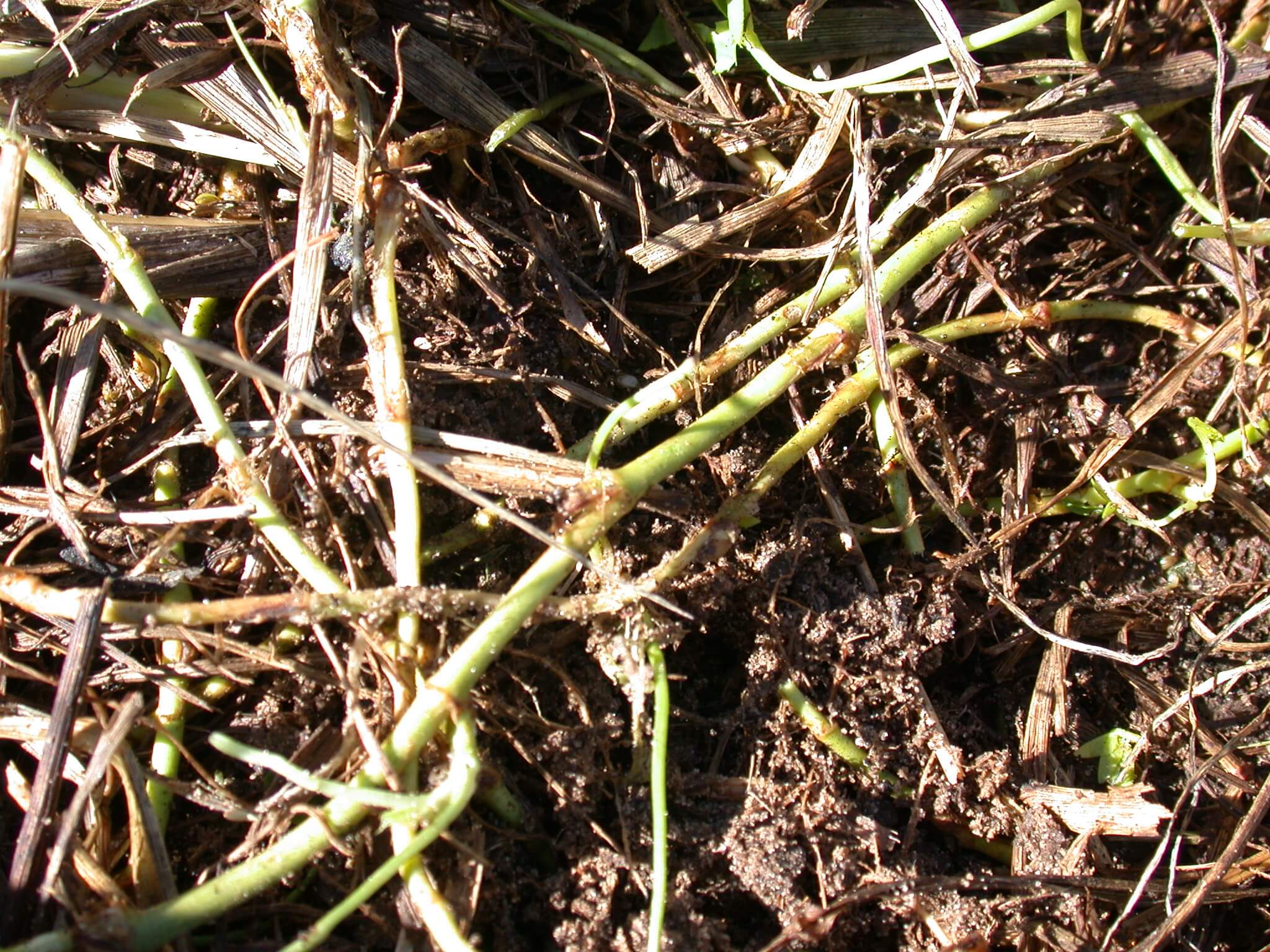 White Clover Stems