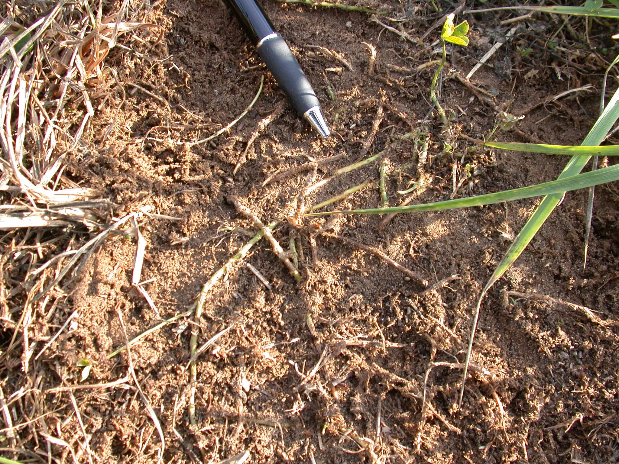 White Clover Stems