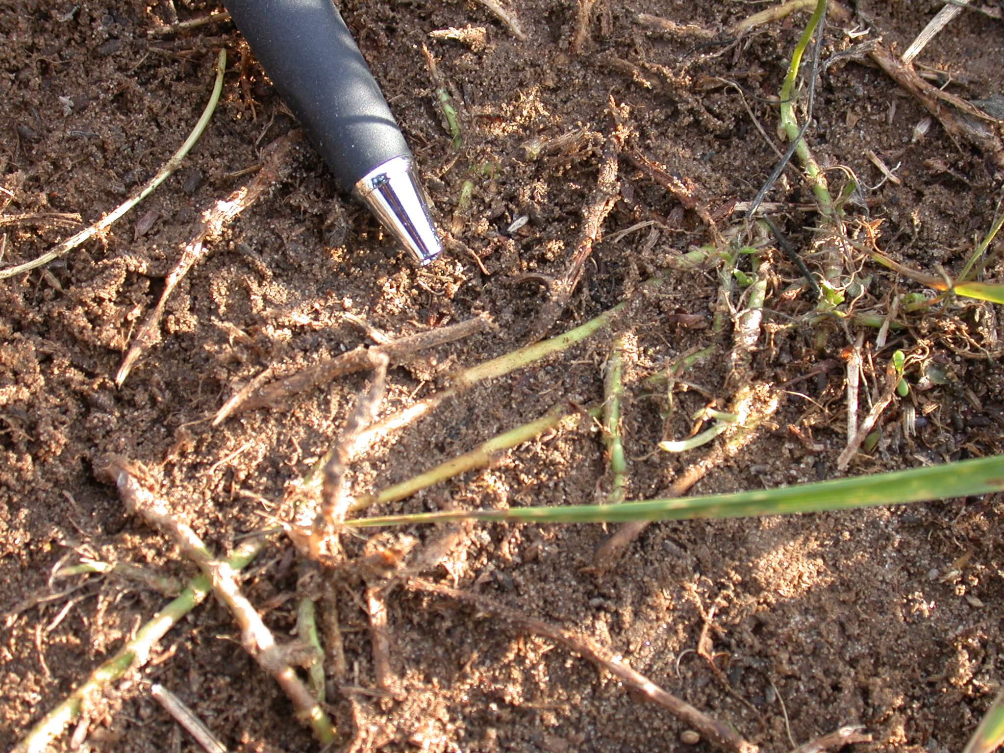 White Clover Stems