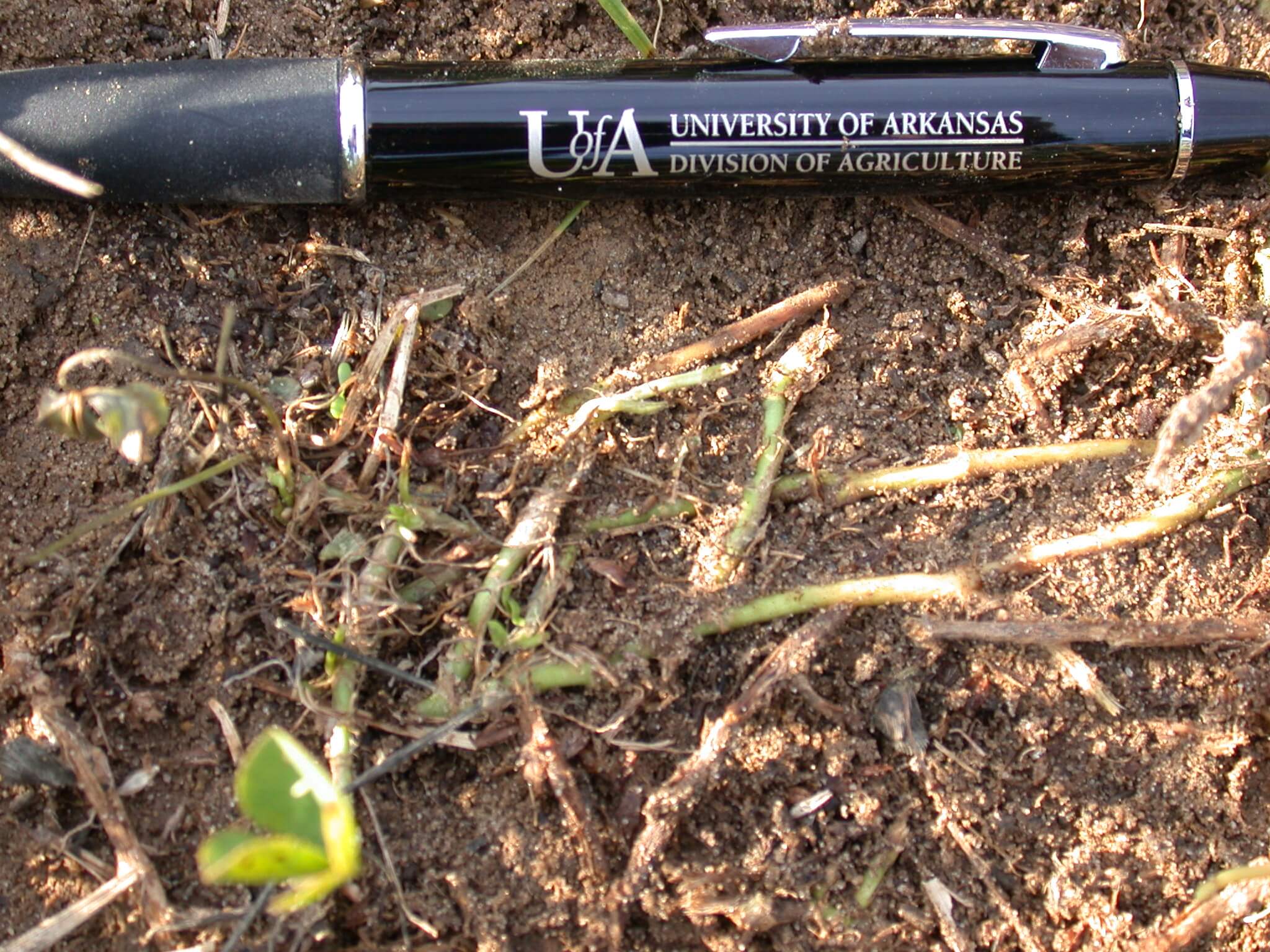 White Clover Stems