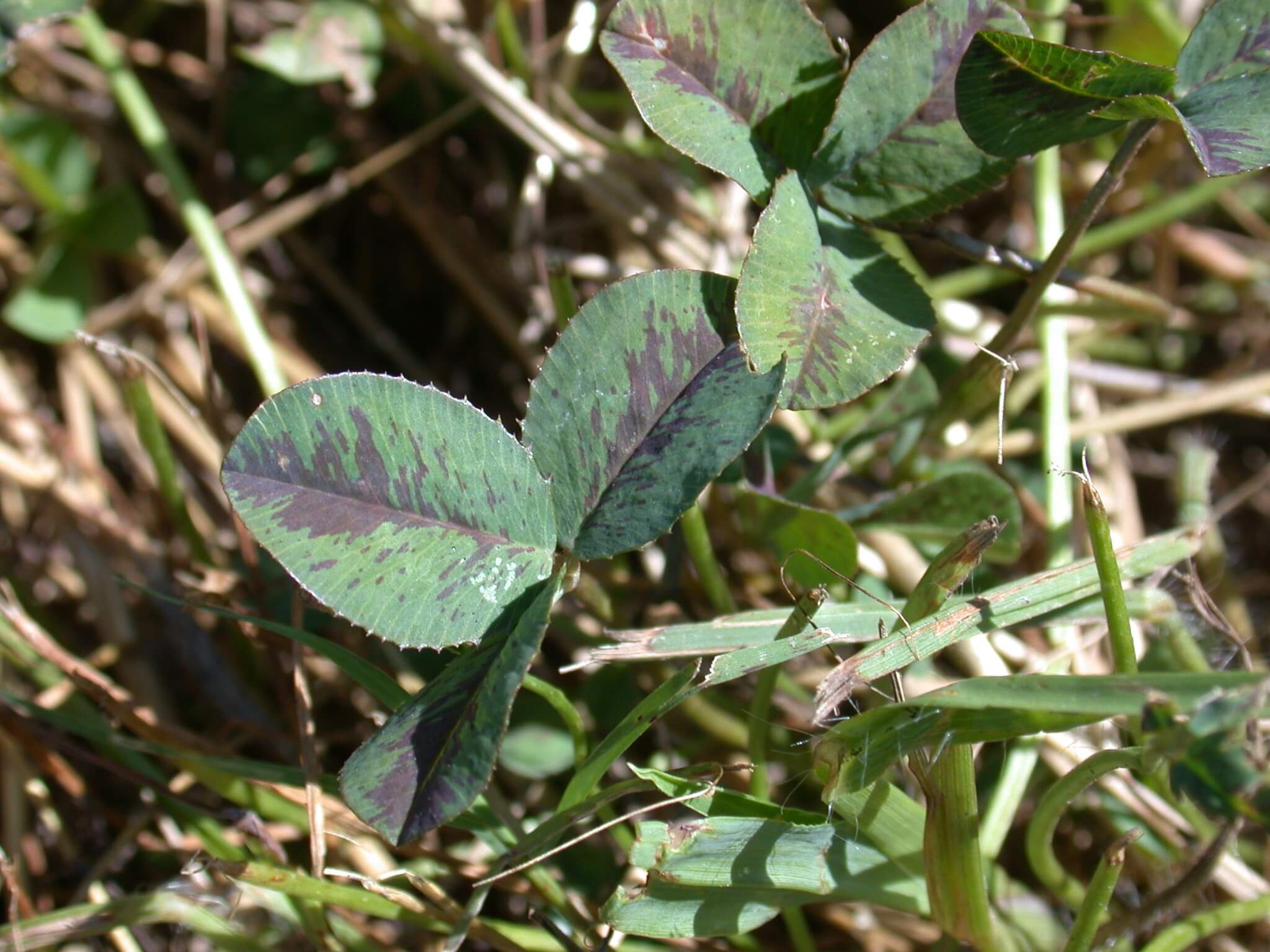 White clover with red pigment.