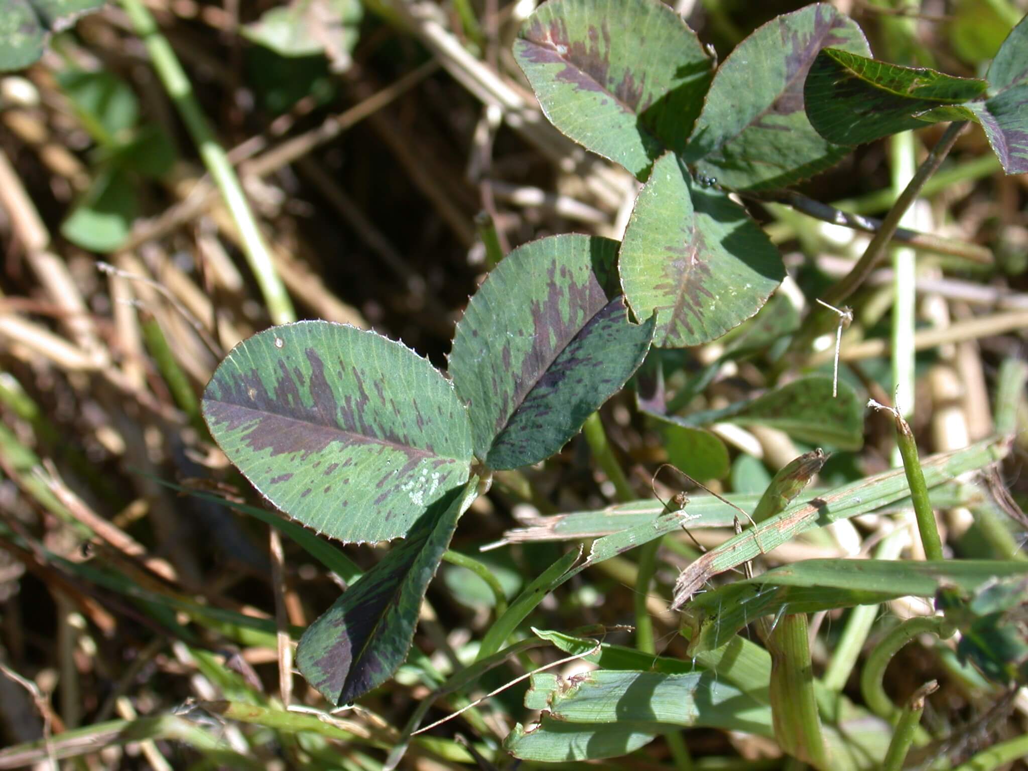 White clover with red pigment.