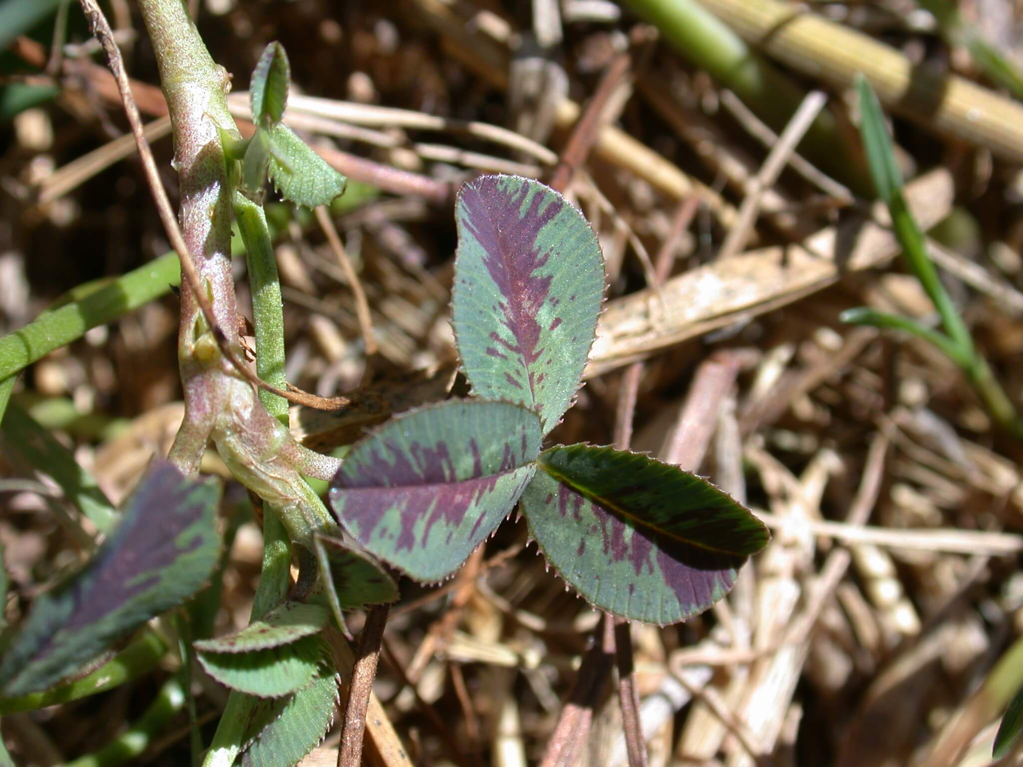 White clover with red pigment.