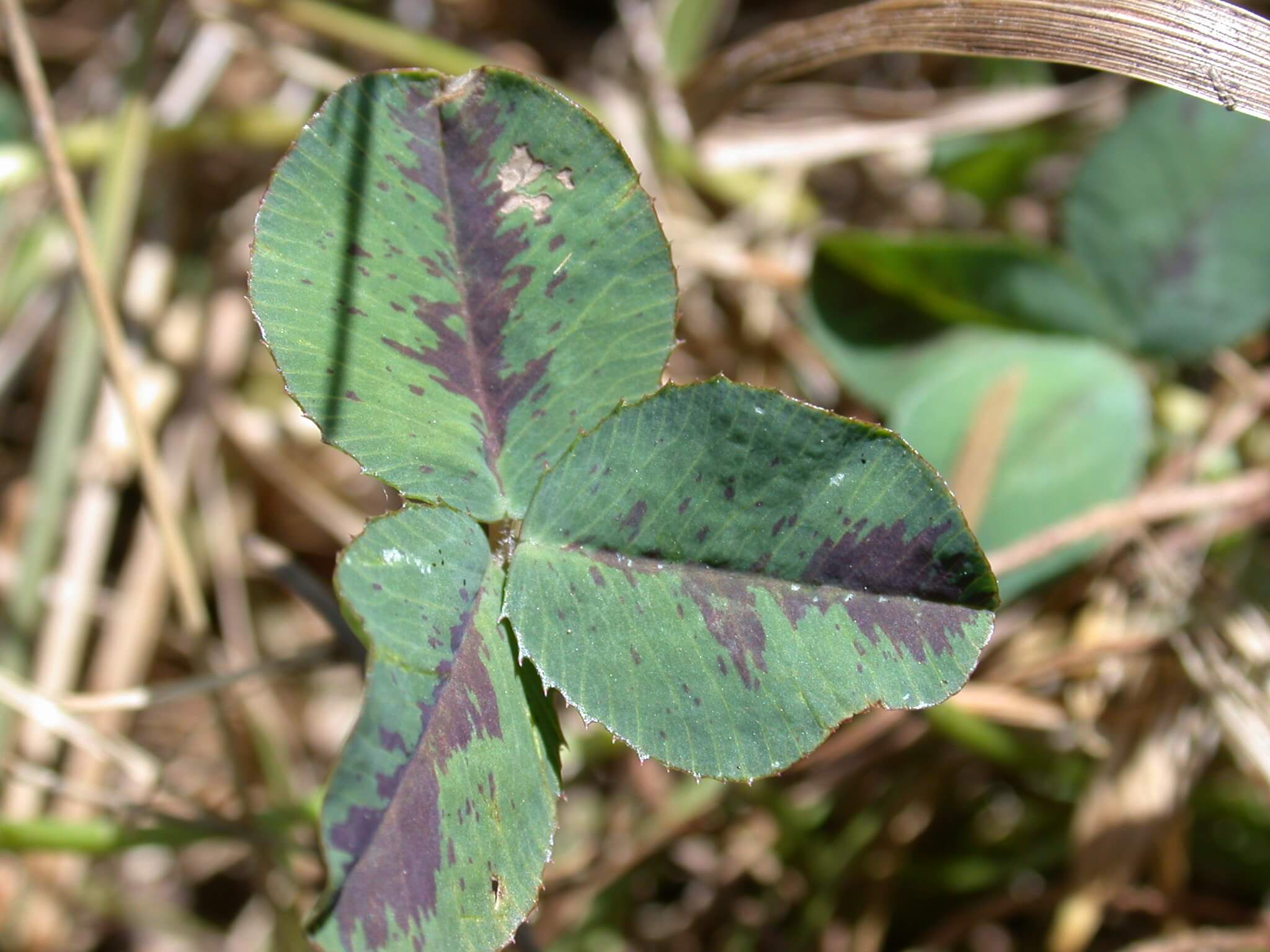 White clover with red pigment.