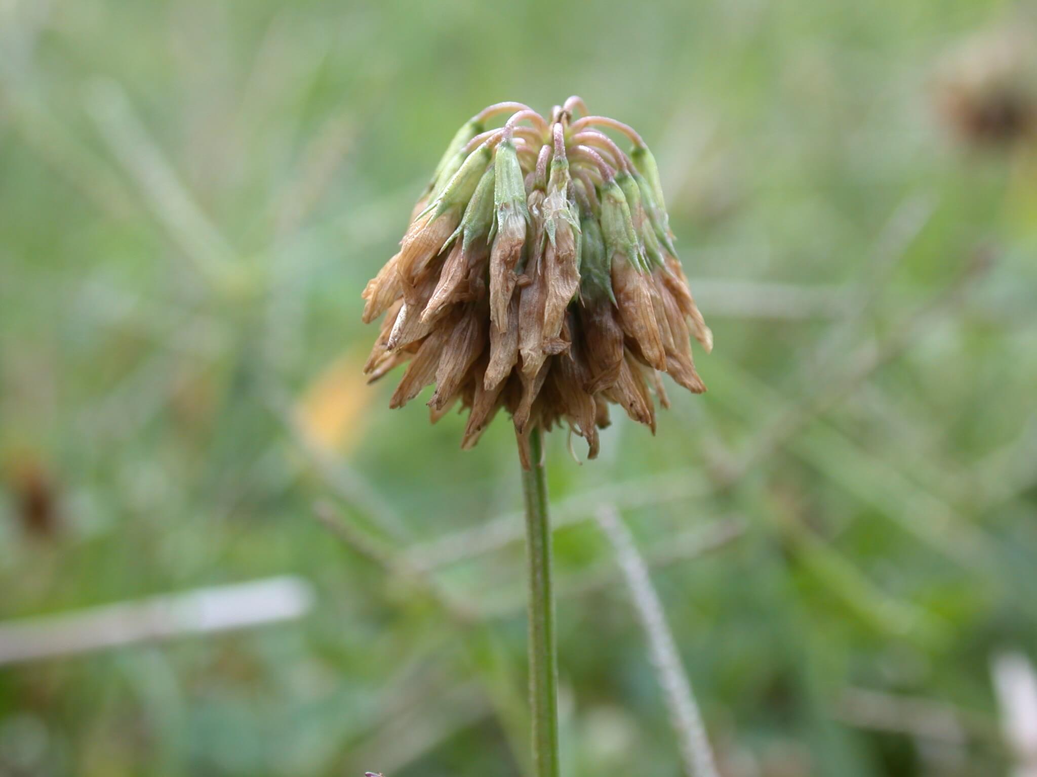 White clover wilted bloom.