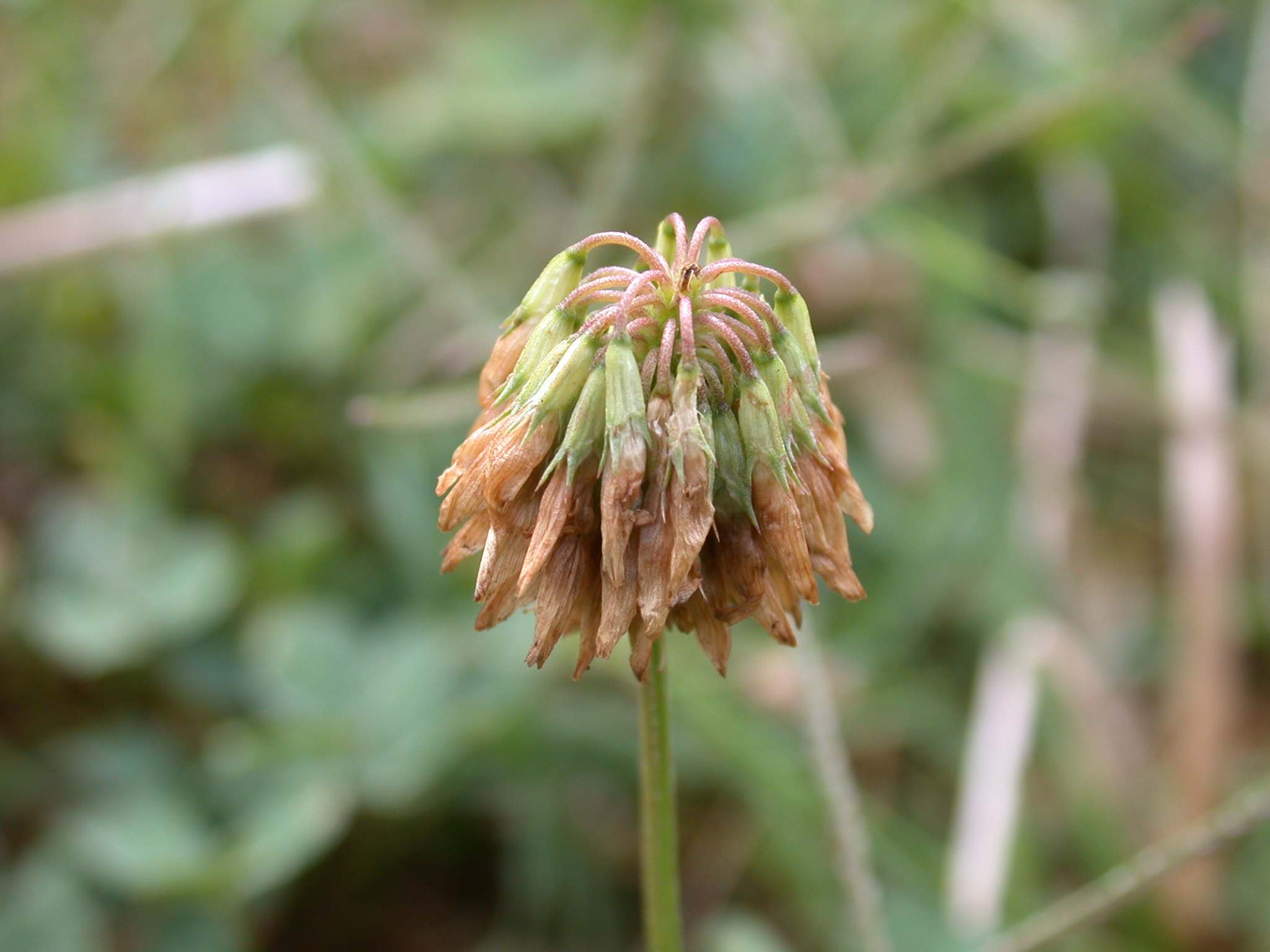 White clover wilted bloom.