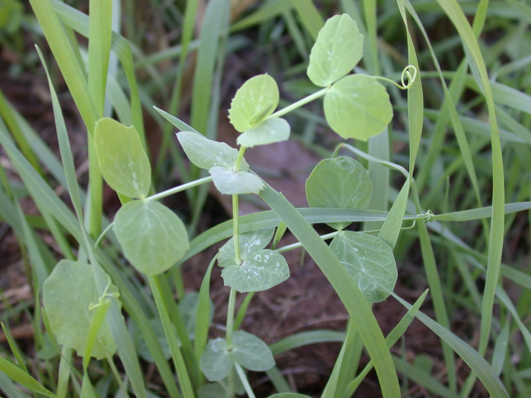 Winter Peas