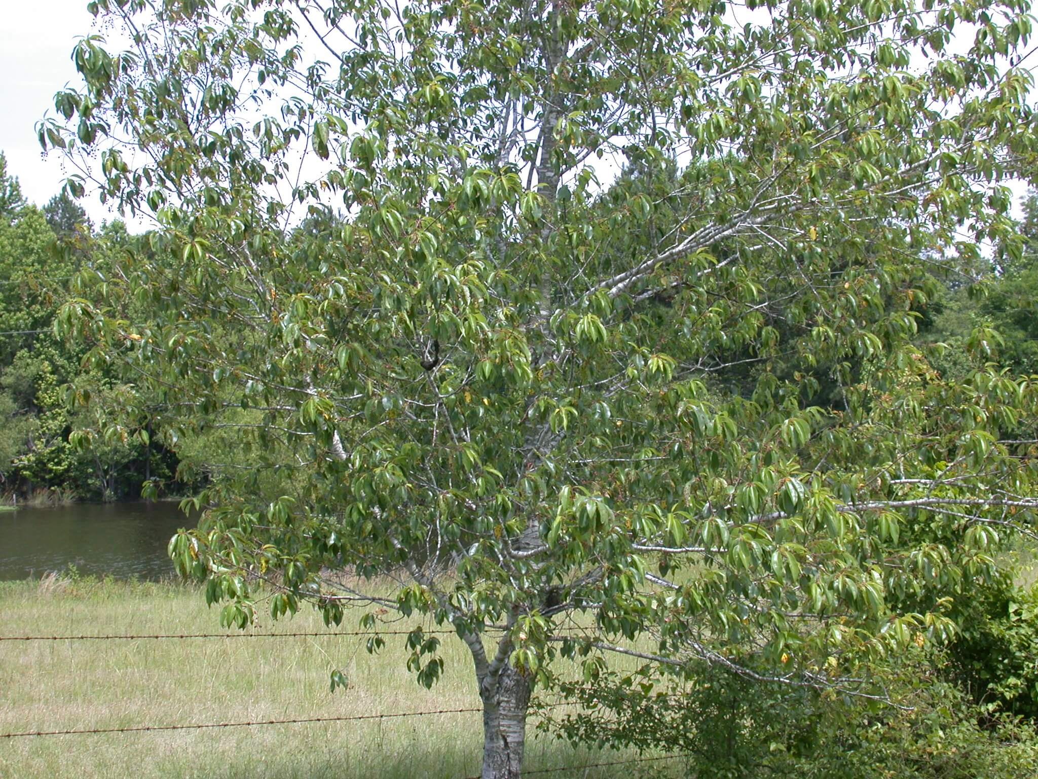 Wild Cherry Leaves